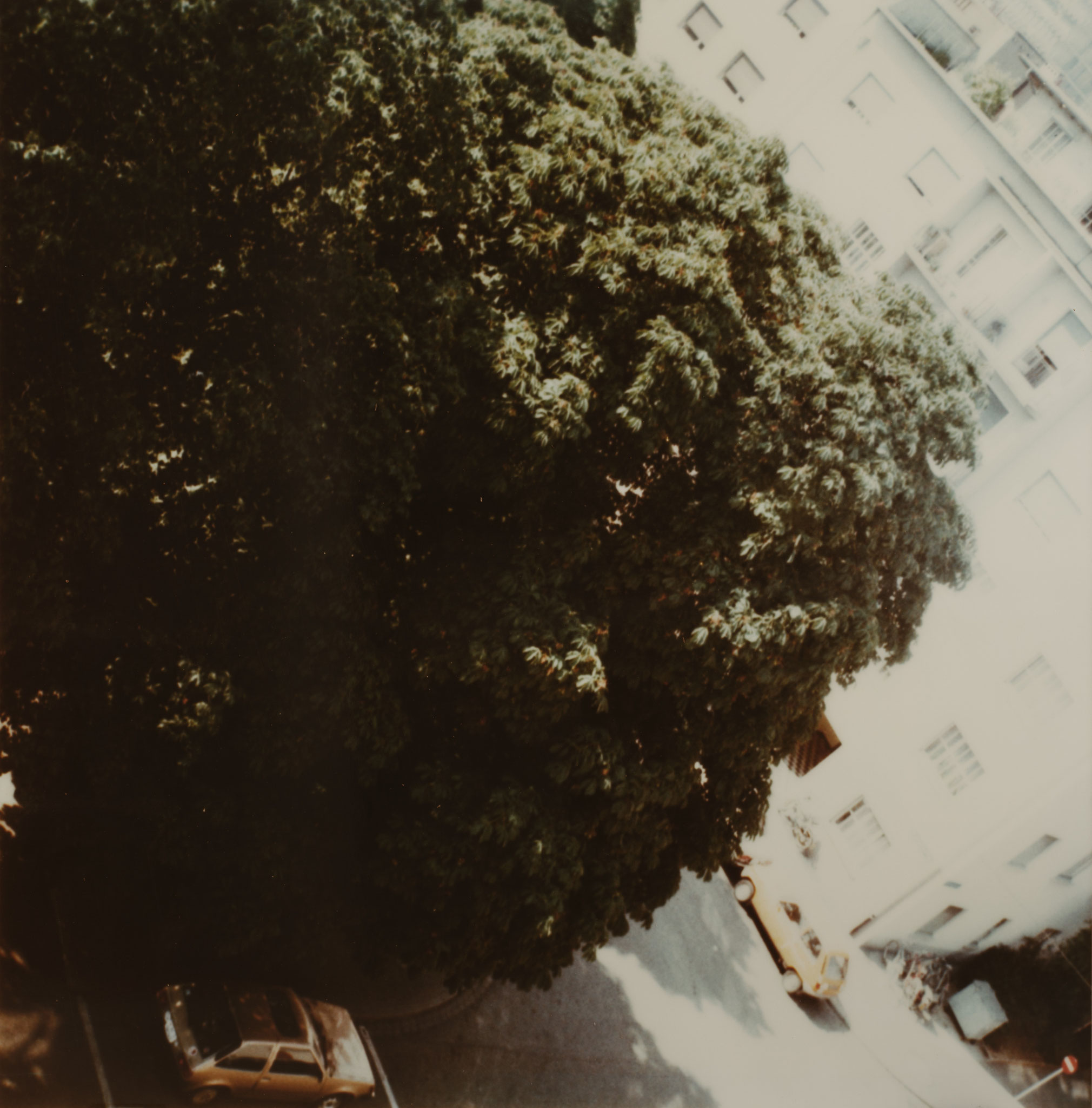 Hannah Villiger, "Baum", 1984/85, C-Print, montiert auf Aluminium, 125 x 123 cm, Kunstmuseum St.Gallen, Schenkung aus dem Nachlass der Künstlerin 2001 © Stiftung THE ESTATE OF HANNAH VILLIGER 