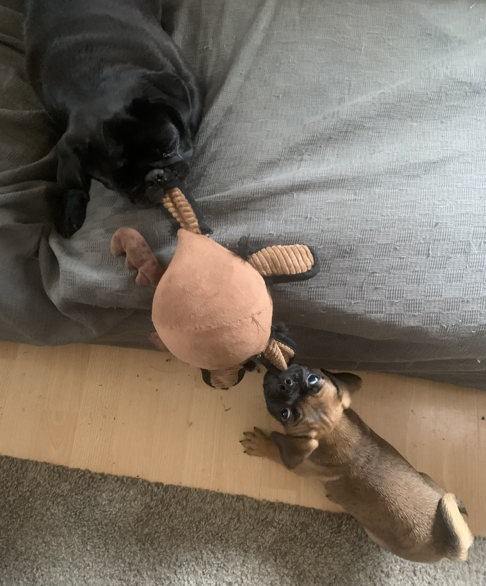 Schönstes Hobby