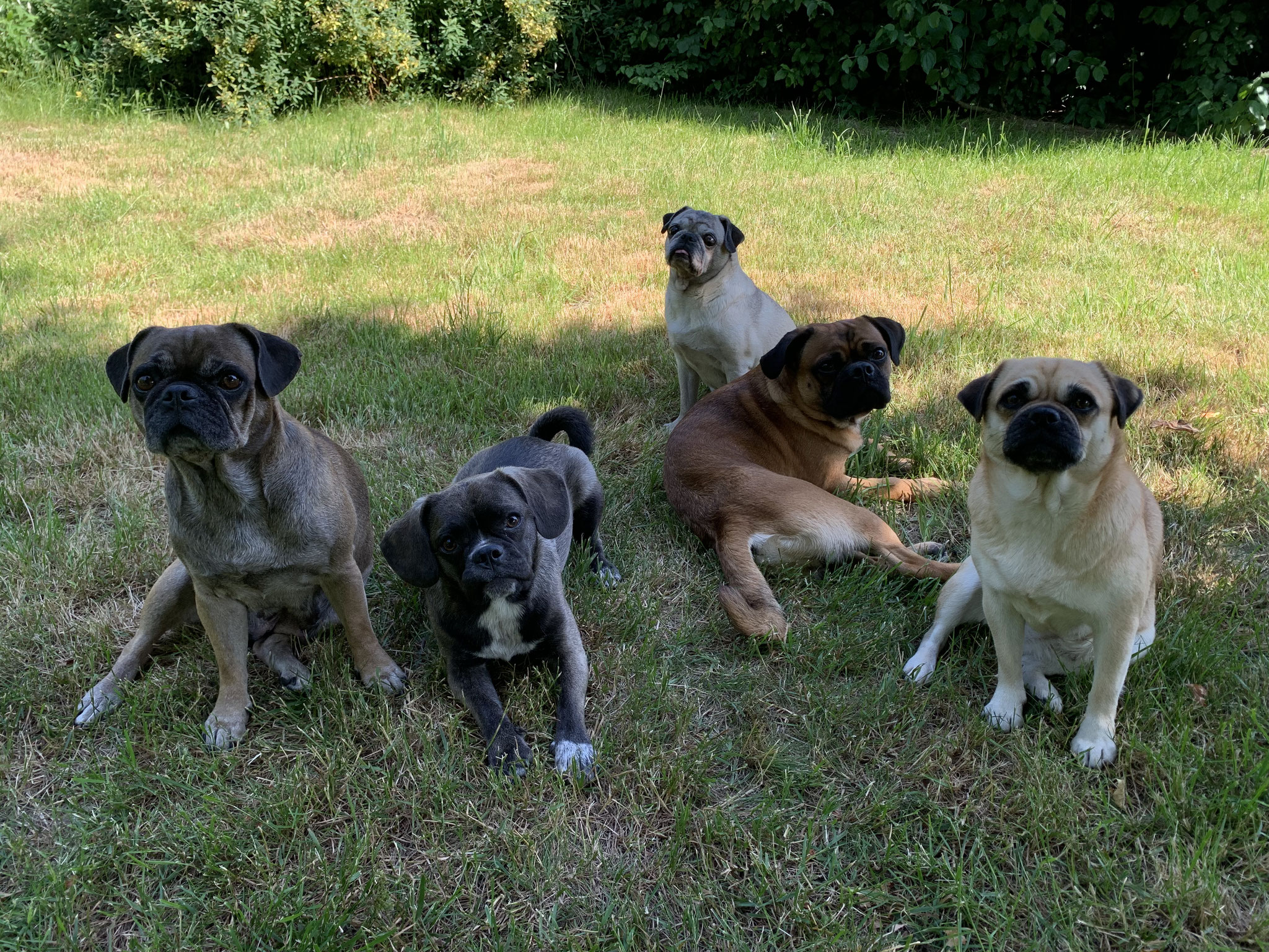 Mopsbande
