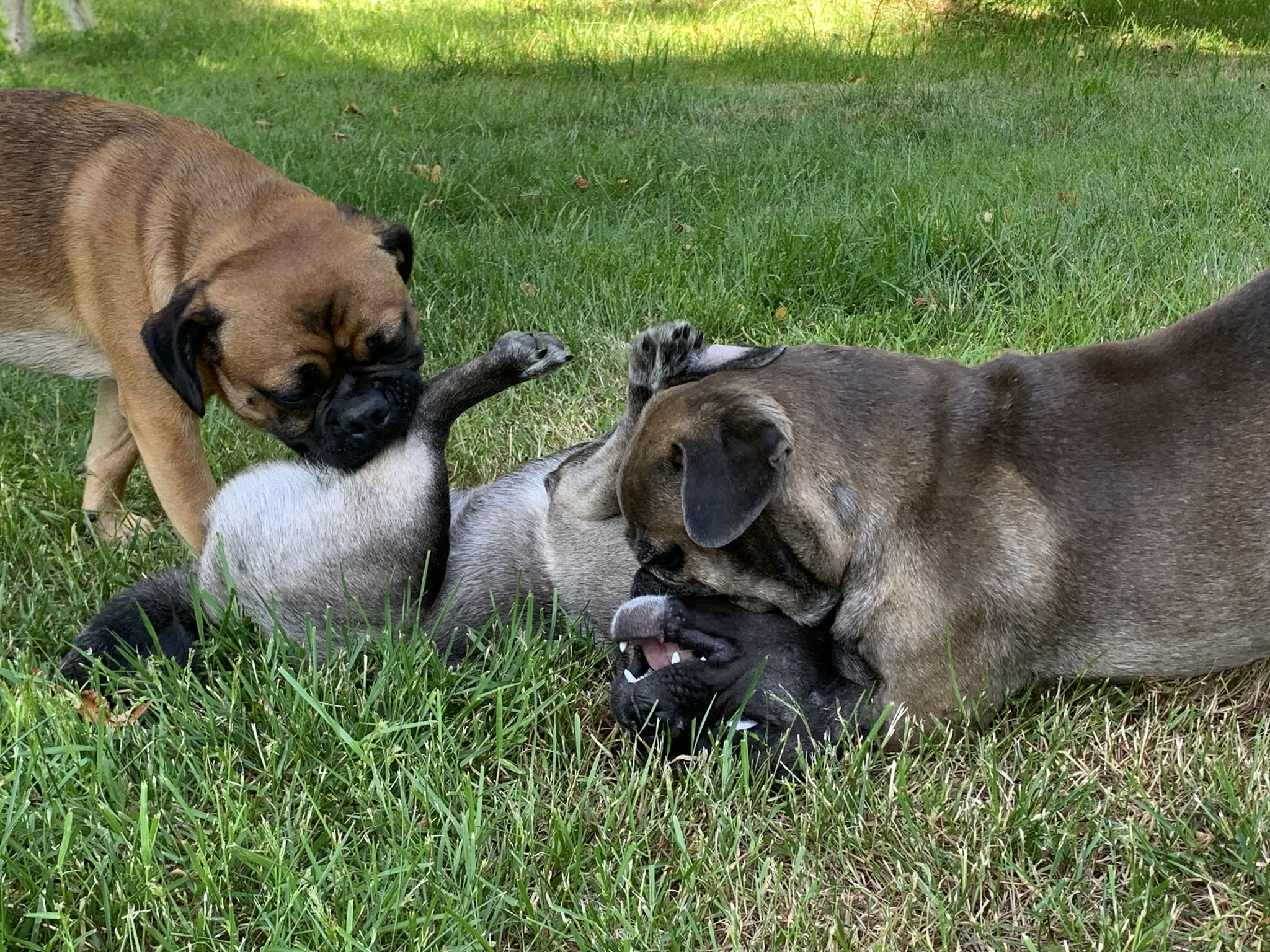 …dann haben viele Hunde Spaß!