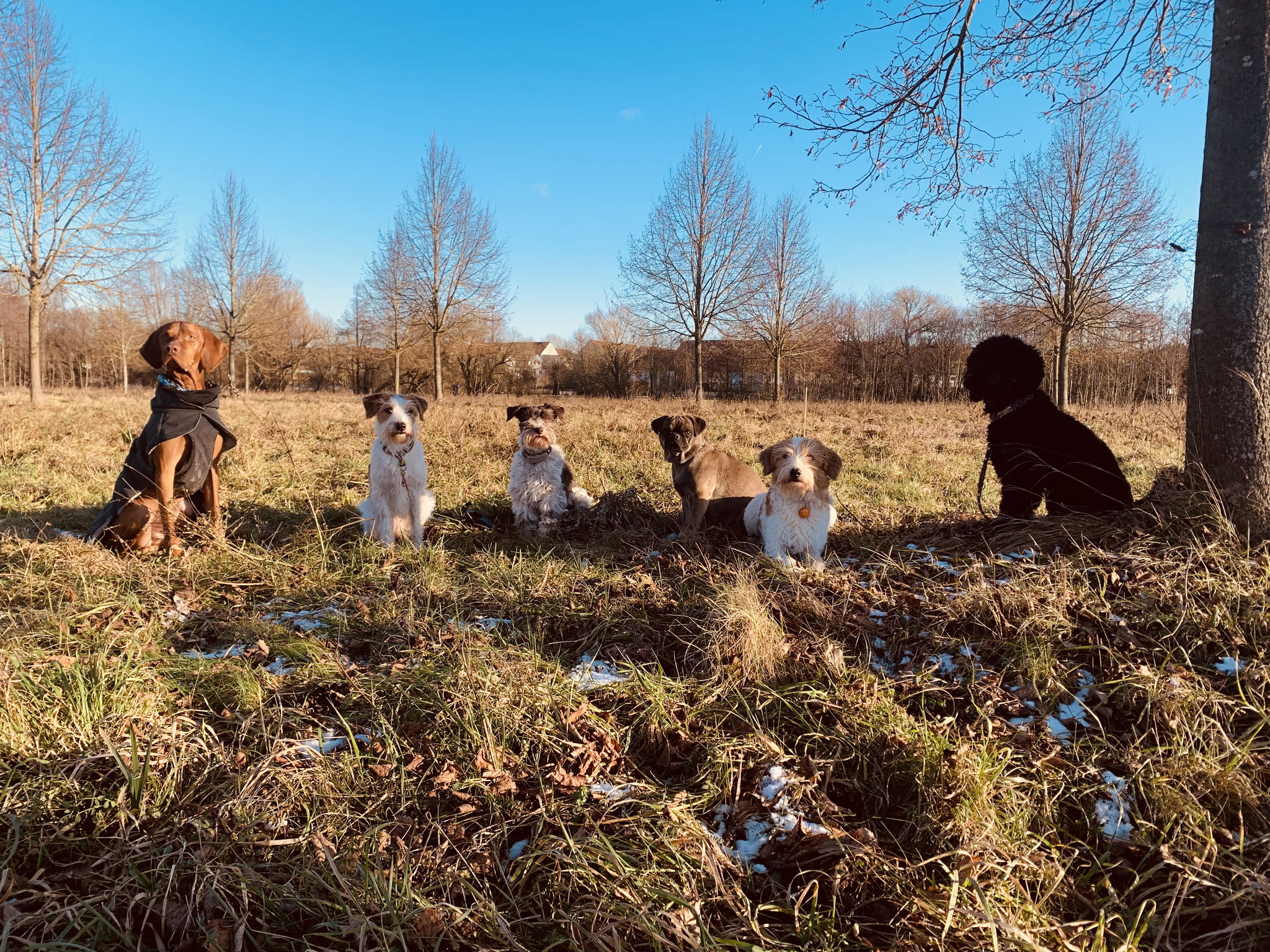 Hundetreffen - sooooo schön!