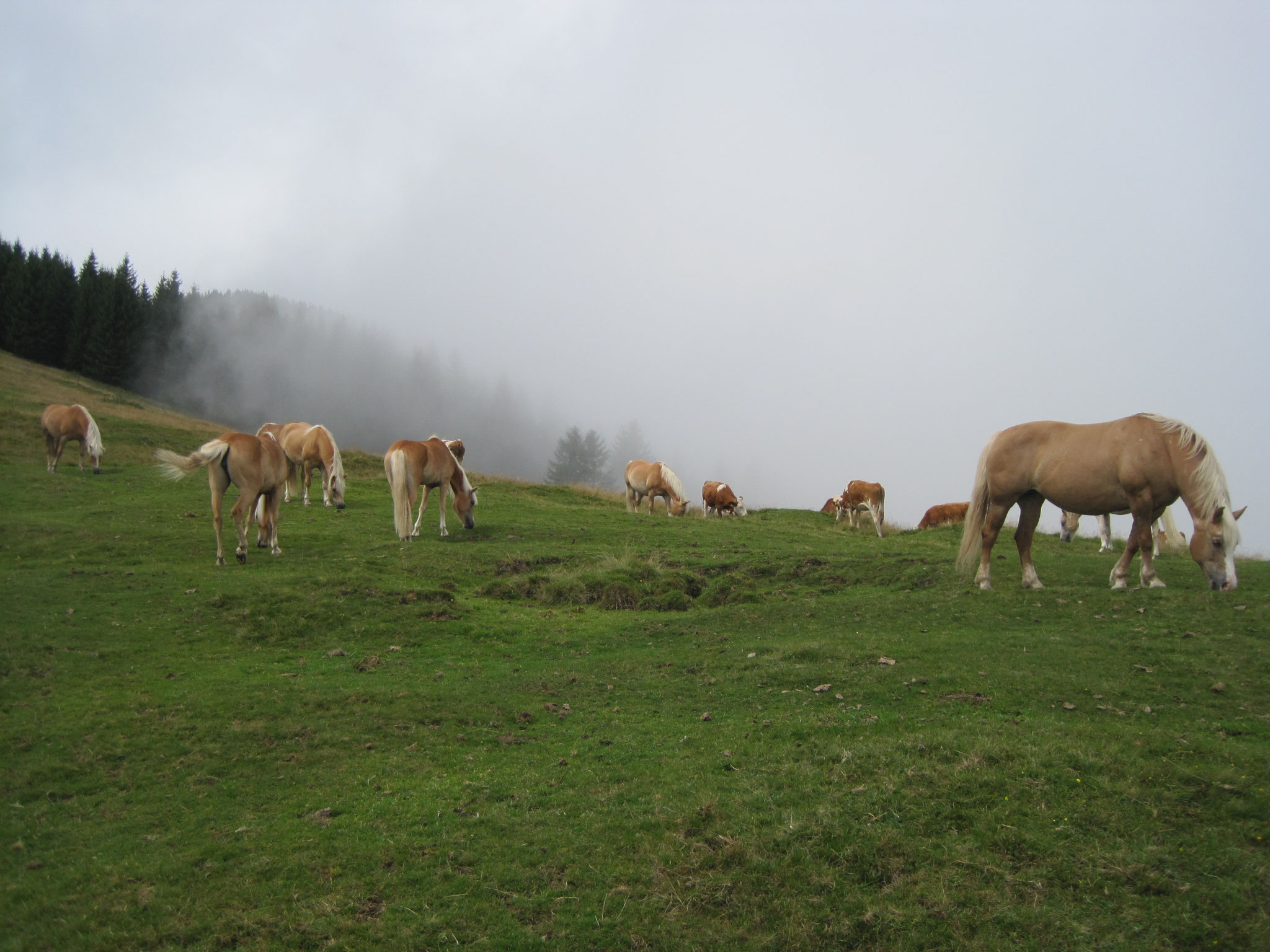 Gruberhof Fischbachau - Haflinger auf der Alm