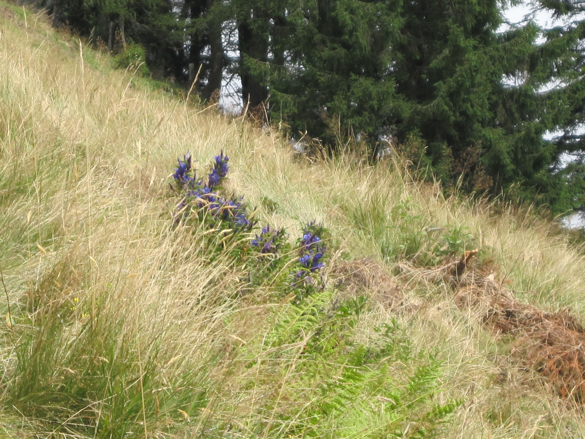 Gruberhof Fischbachau - Bergblumen