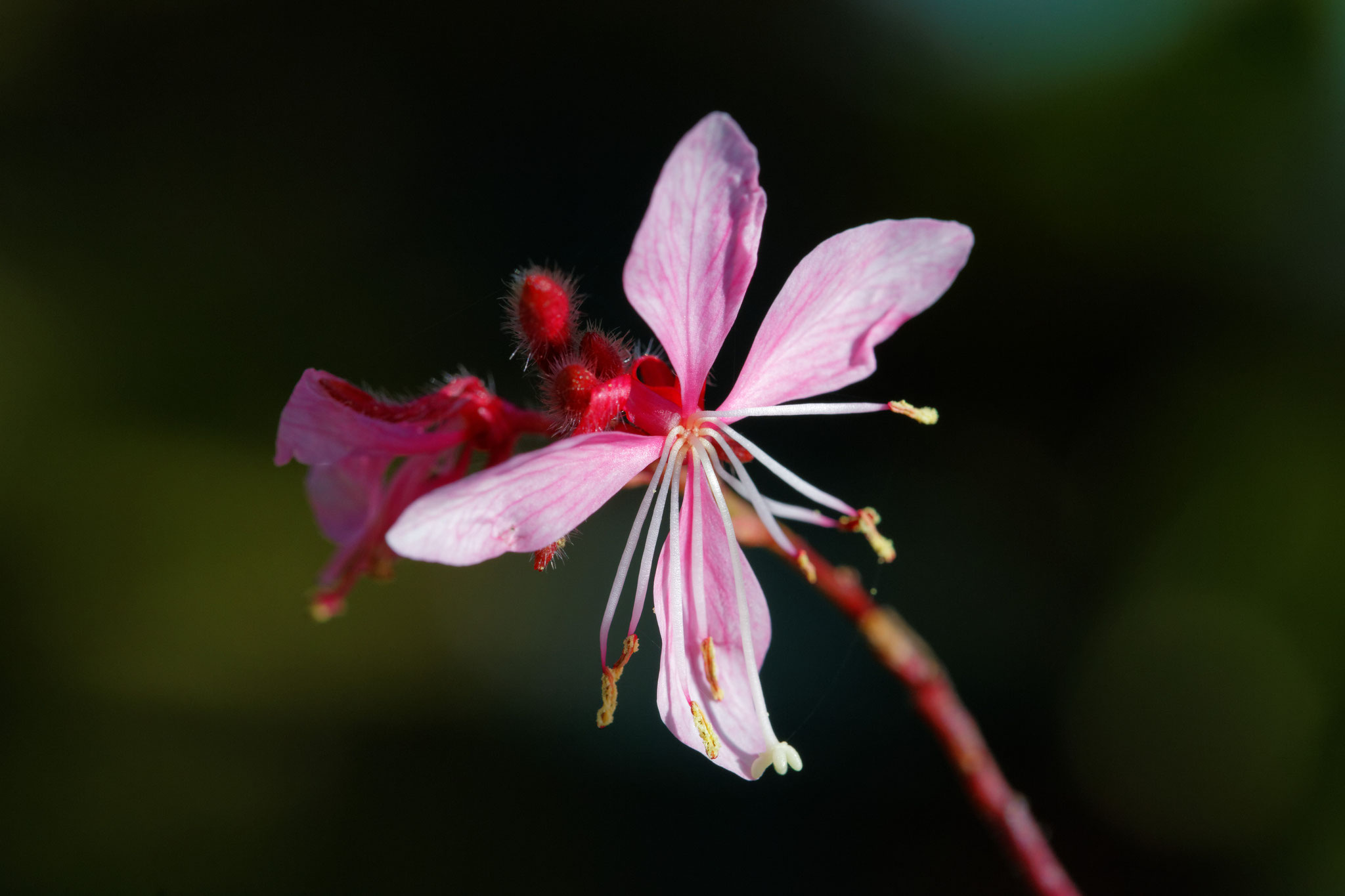 www.beanico-photo.fr - Canon 5DIII + Tamron 90mm macro F017 - 90mm f/8 1/500 ISO400