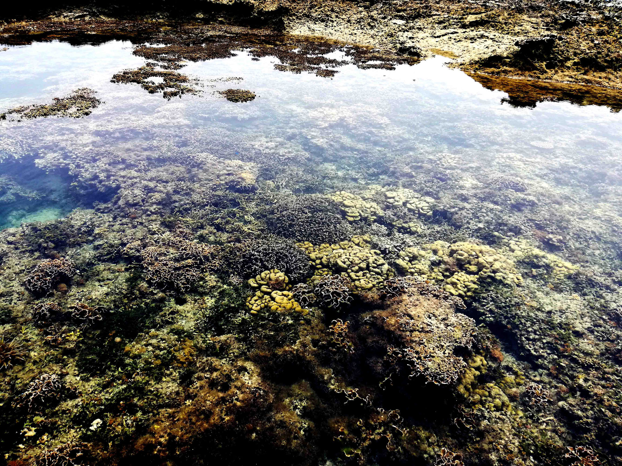 サンゴの森観察