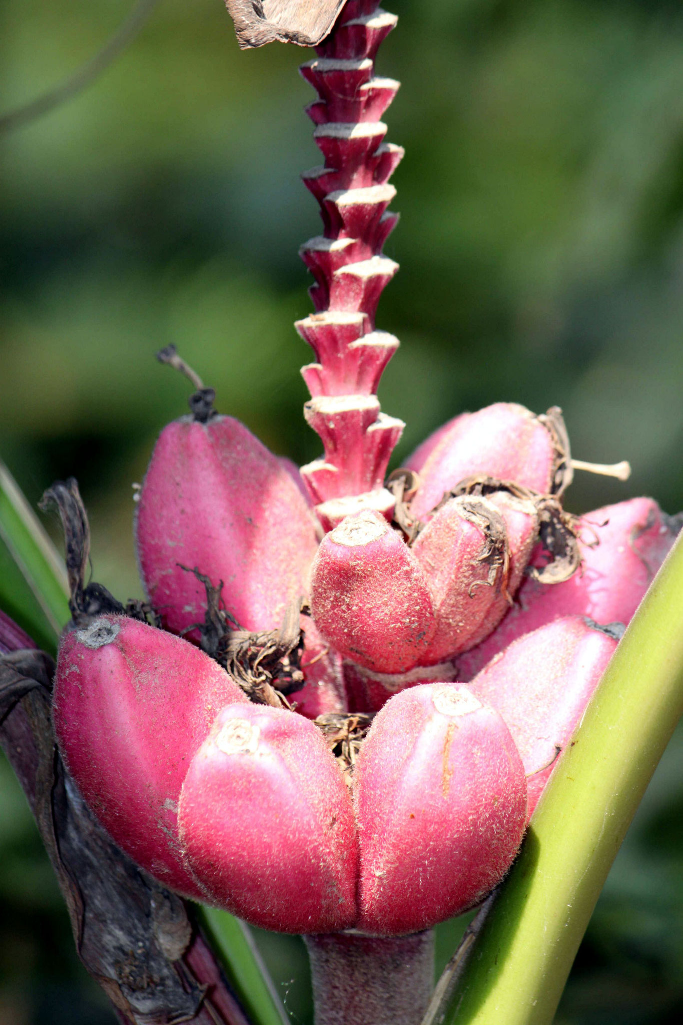 Vielseitige Flora im bolivianischen Tiefland - National- und Naturparks Bolivien