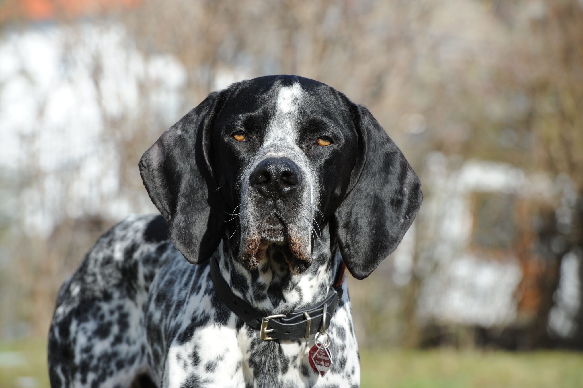The Braque d'Auvergne: A Loyal and Energetic Hunting Dog 5 Braque D'Auvergne Personality