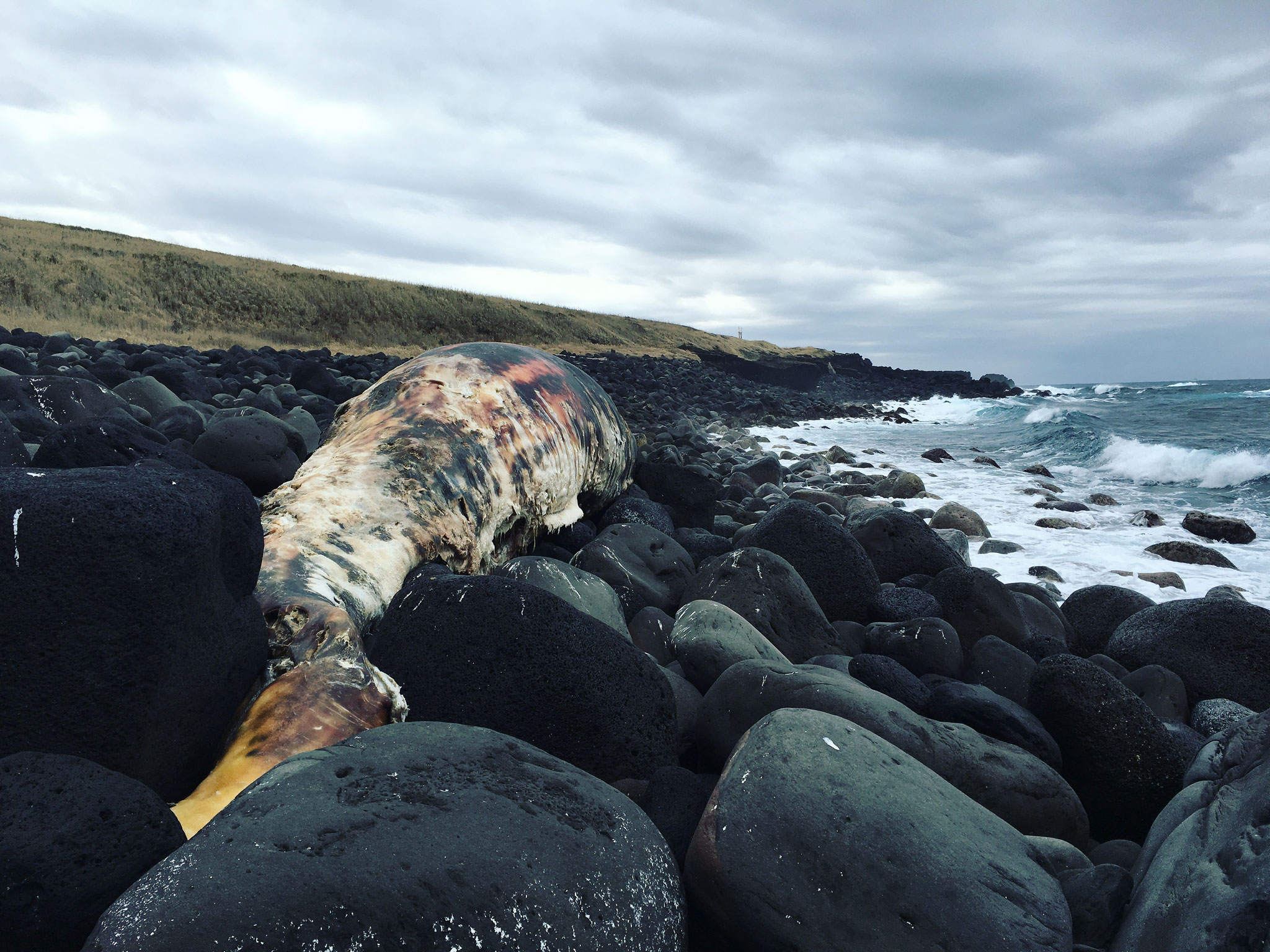 打ちあがったマッコウクジラ