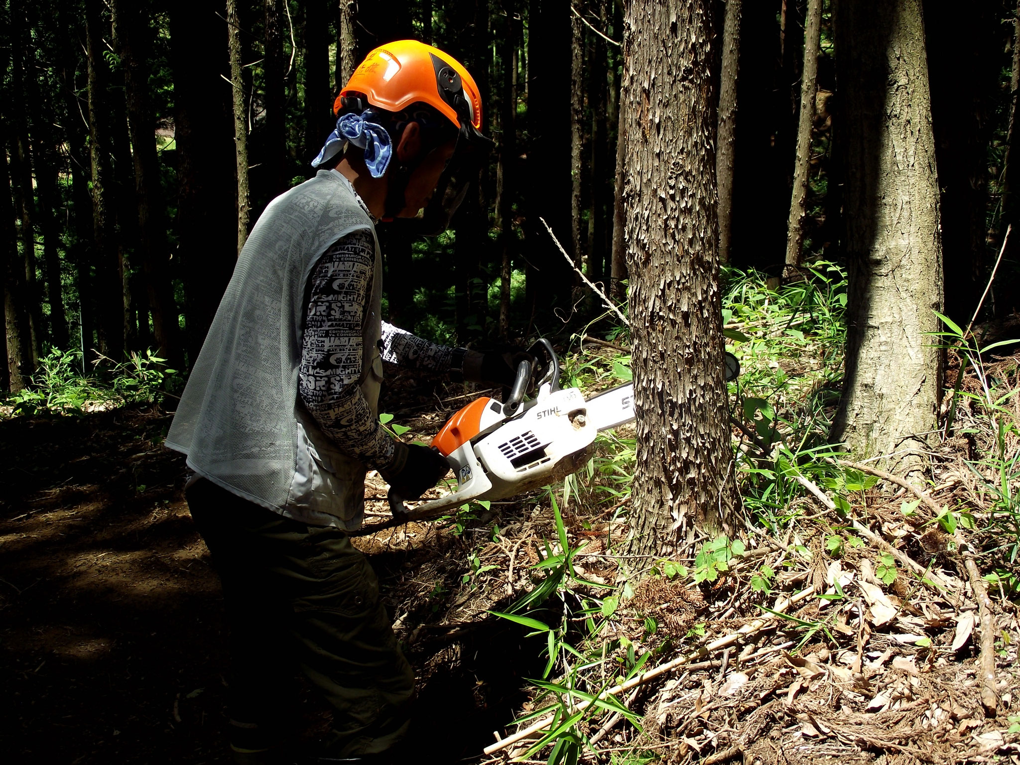 倒したい方向に切れ目を入れる