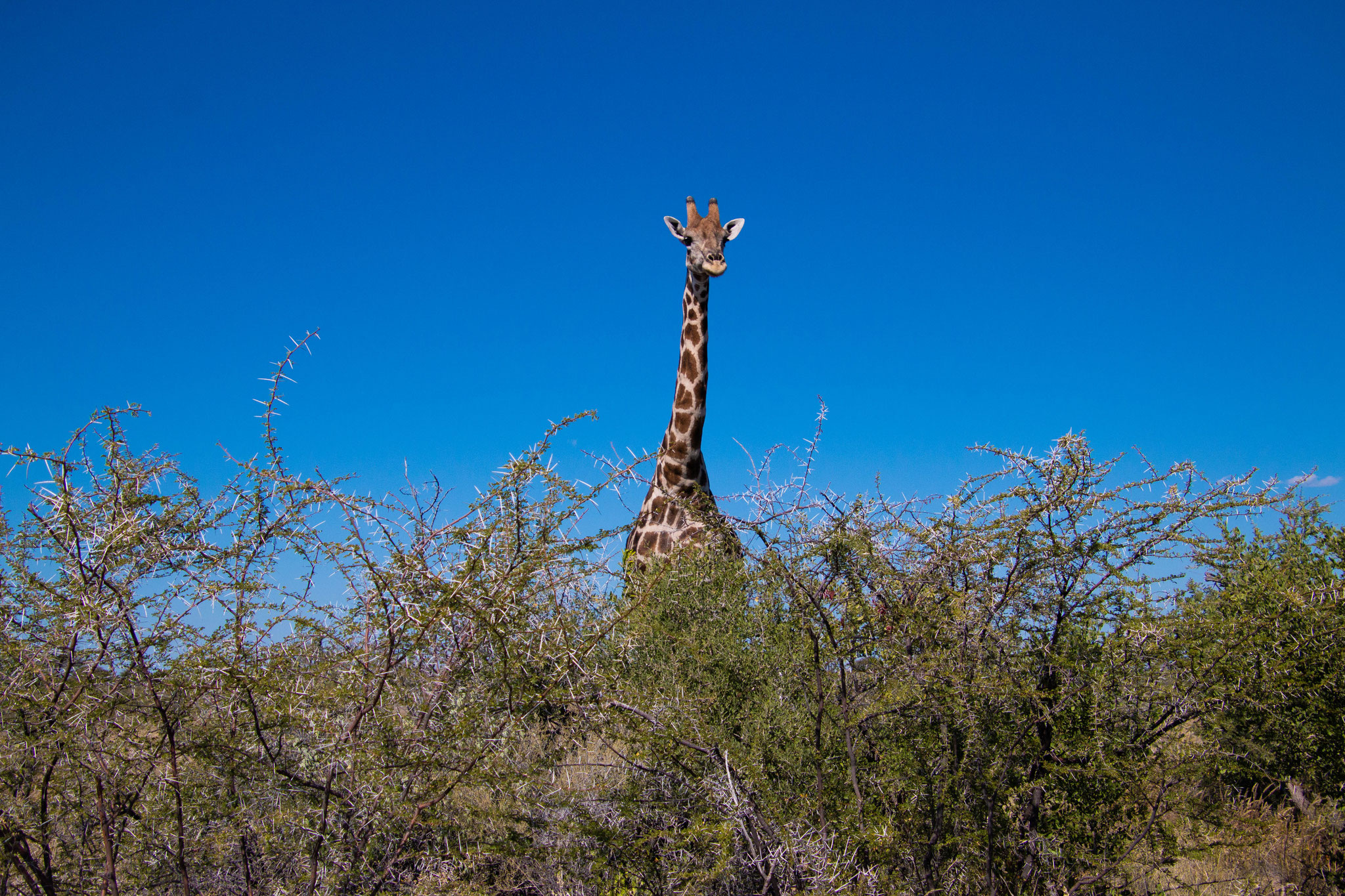 Etosha, Namibia, 2018