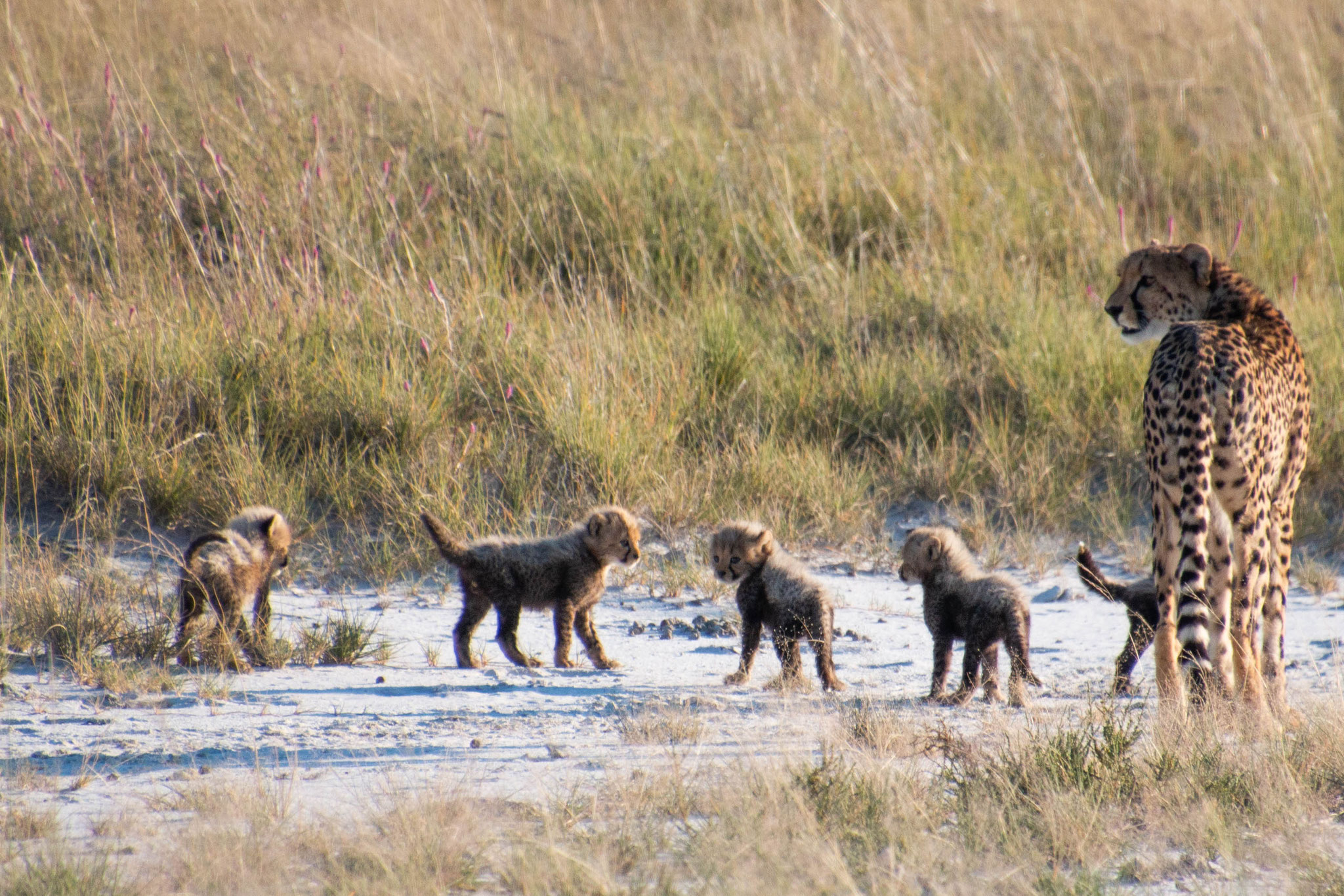 Etosha, Namibia, 2018