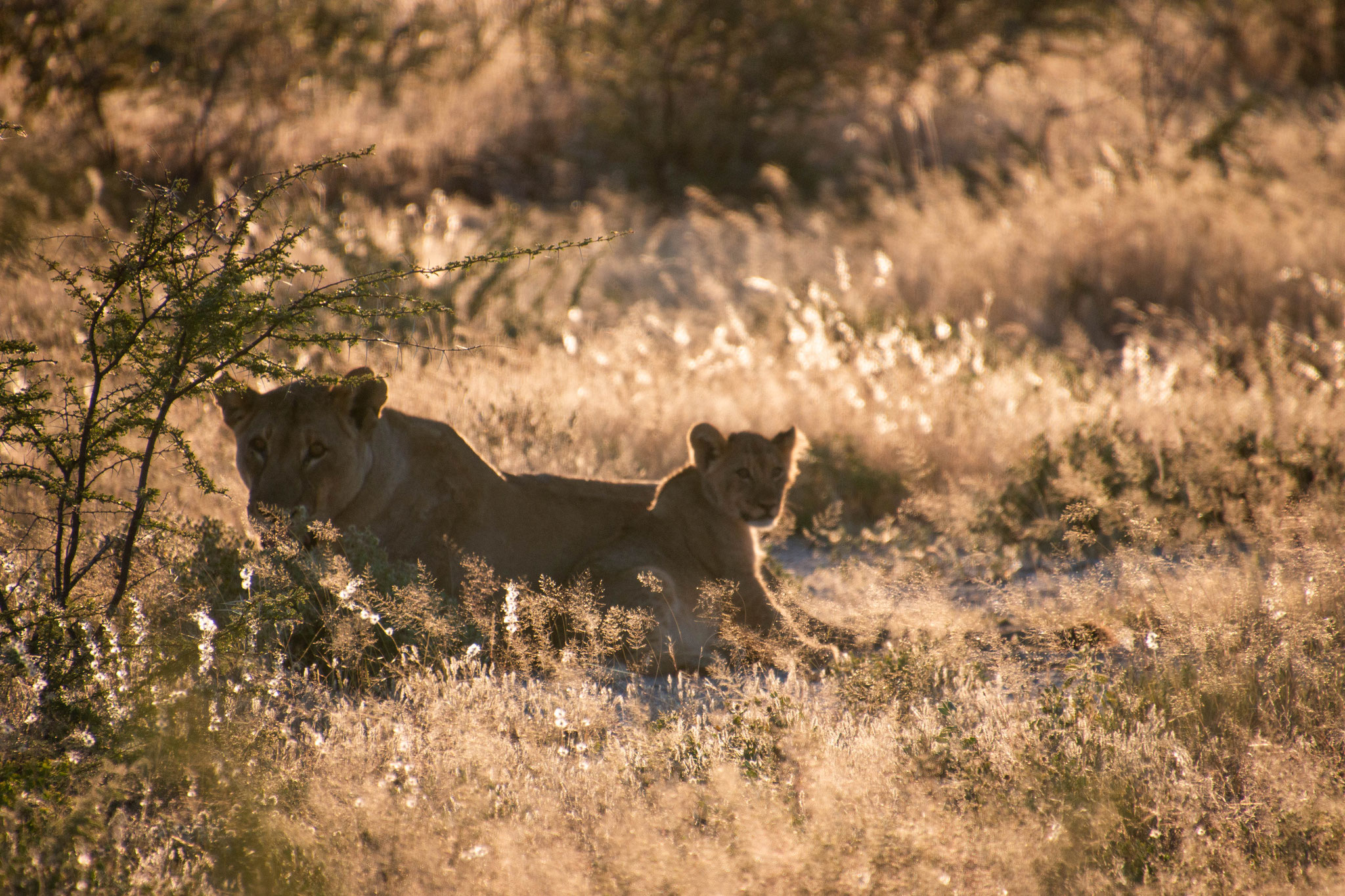 Etosha, Namibia, 2018