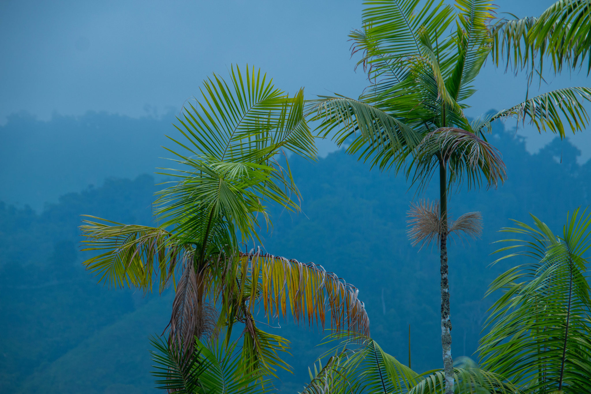 Sierra Nevada de Santa Marta, Colombia, 2019