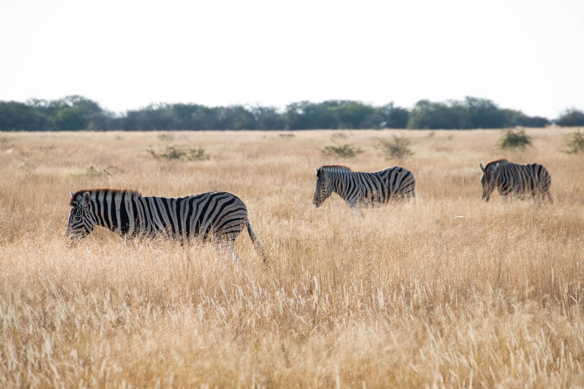 Etosha, Namibia, 2018