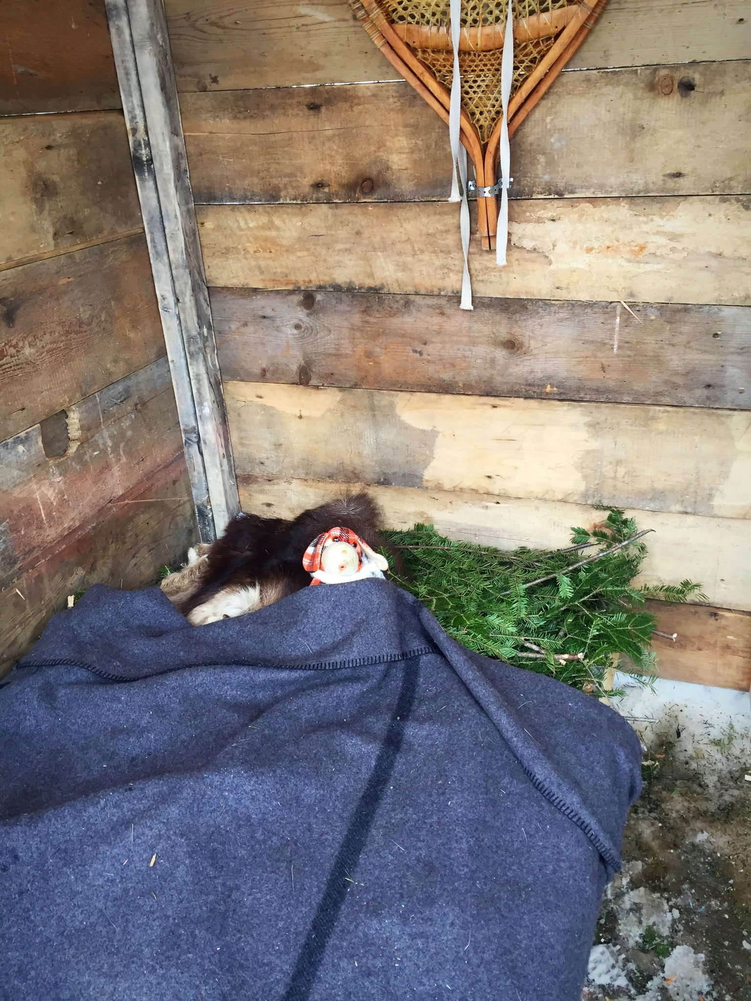 ...se repose dans la cabane d'un coureur des bois, 