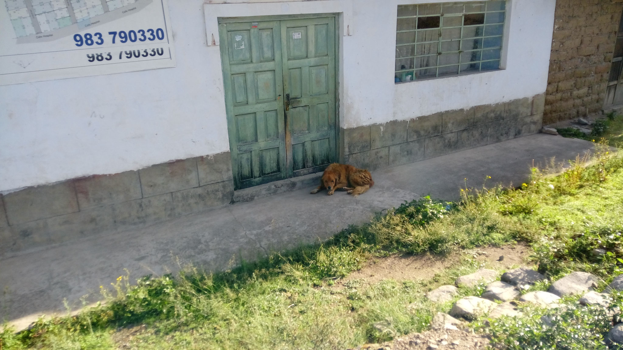 Überall Hunde