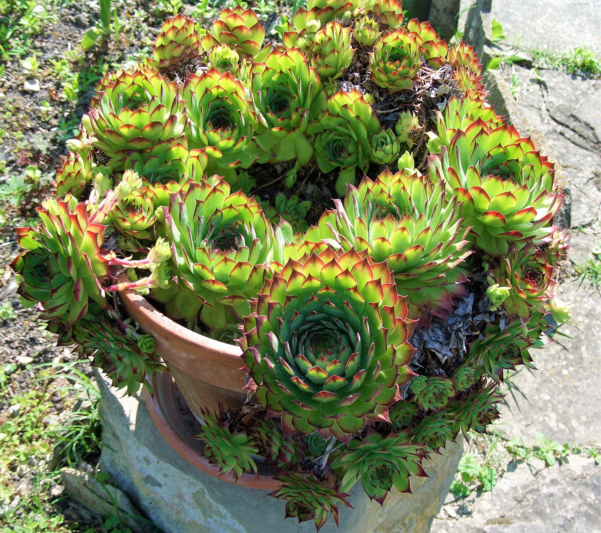 Kräuter überall – auch im Topf - Textplantage Caroline Ziltener