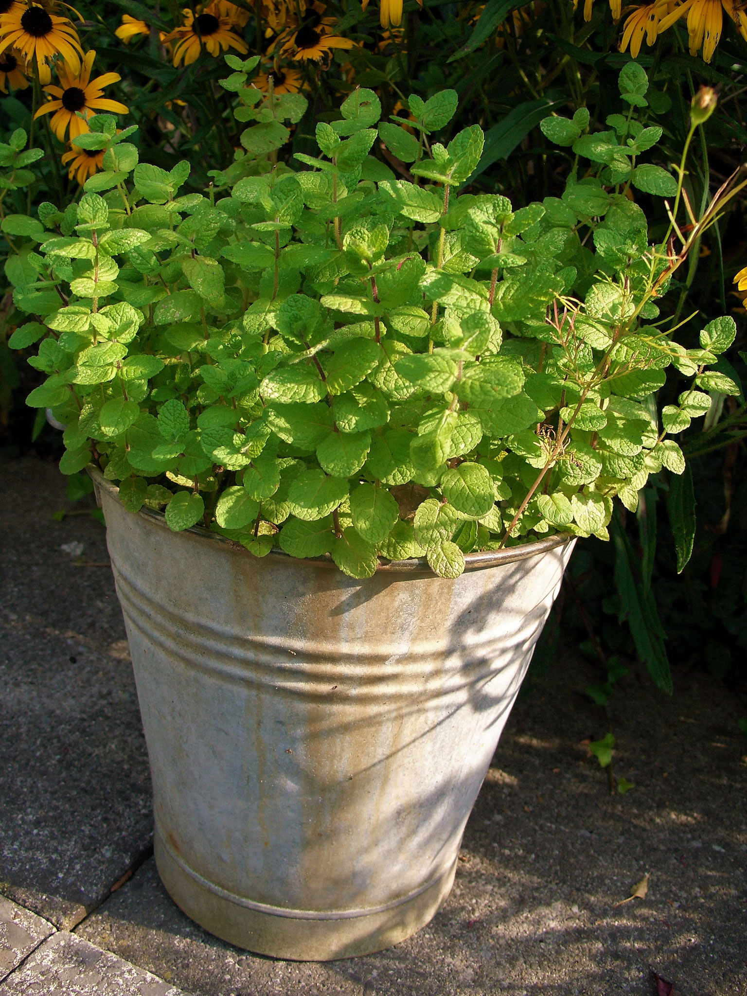 Kräuter überall – auch im Topf - Textplantage Caroline Ziltener