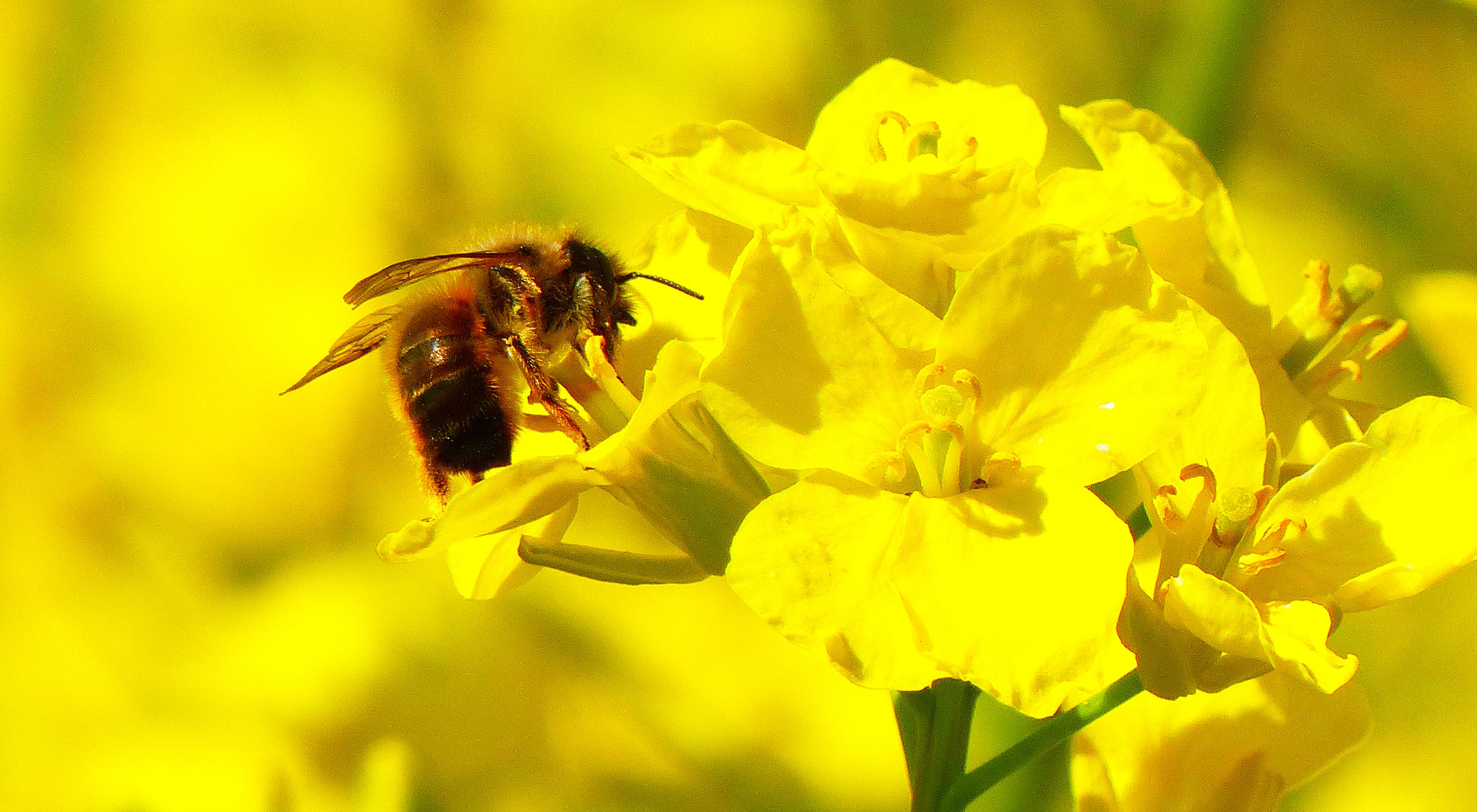 Unsere Bienen sorgen für Bienenwachs und Propolis