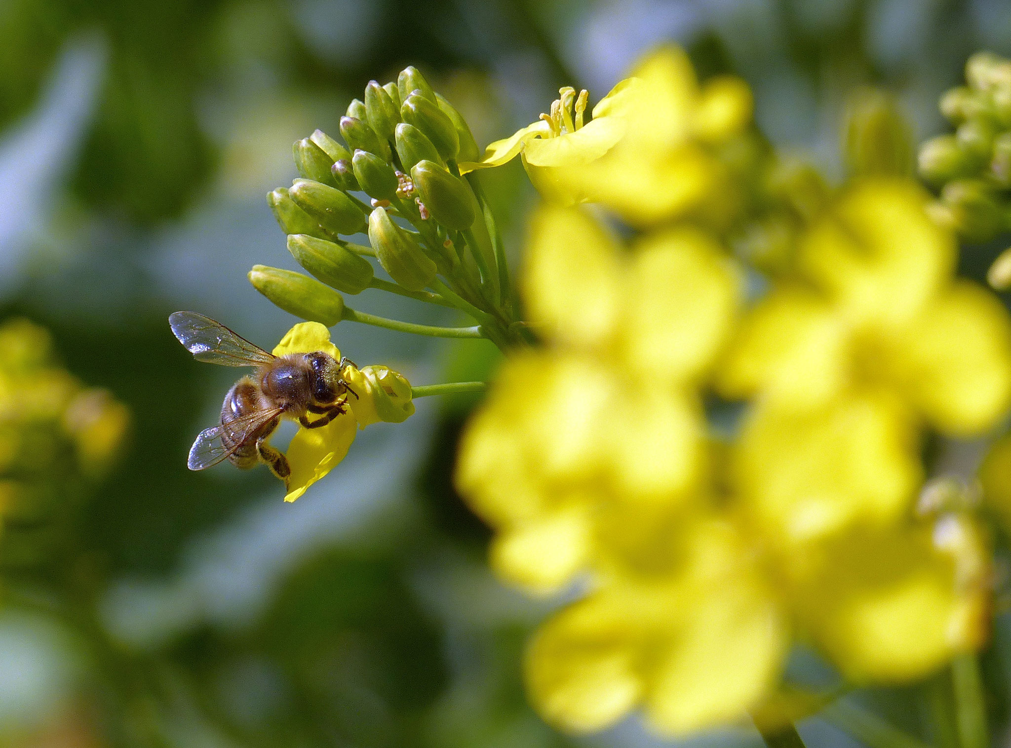 Unsere Bienen sorgen für Bienenwachs und Propolis