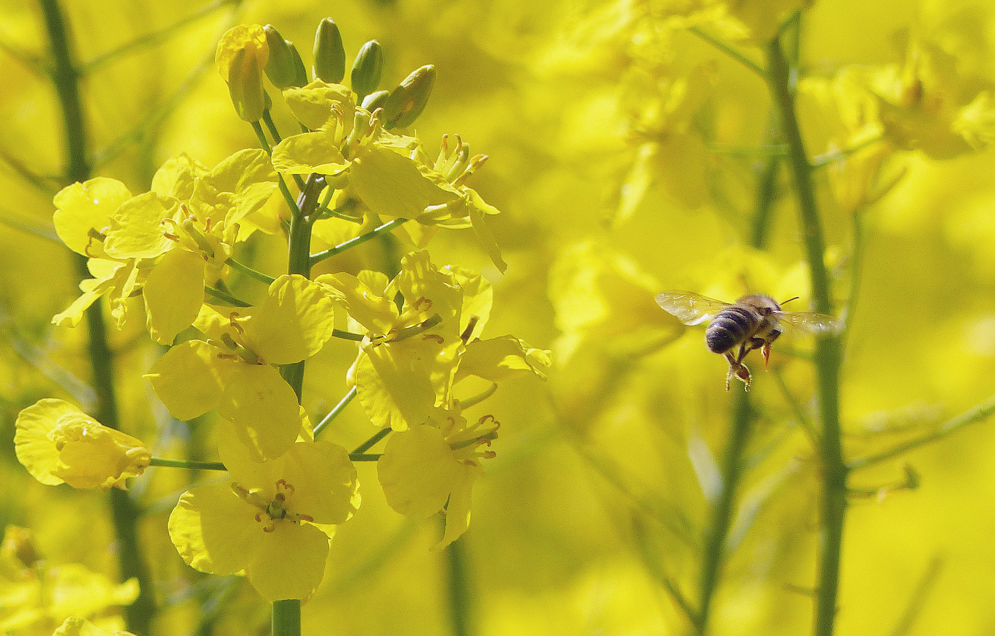 Unsere Bienen sorgen für Bienenwachs und Propolis