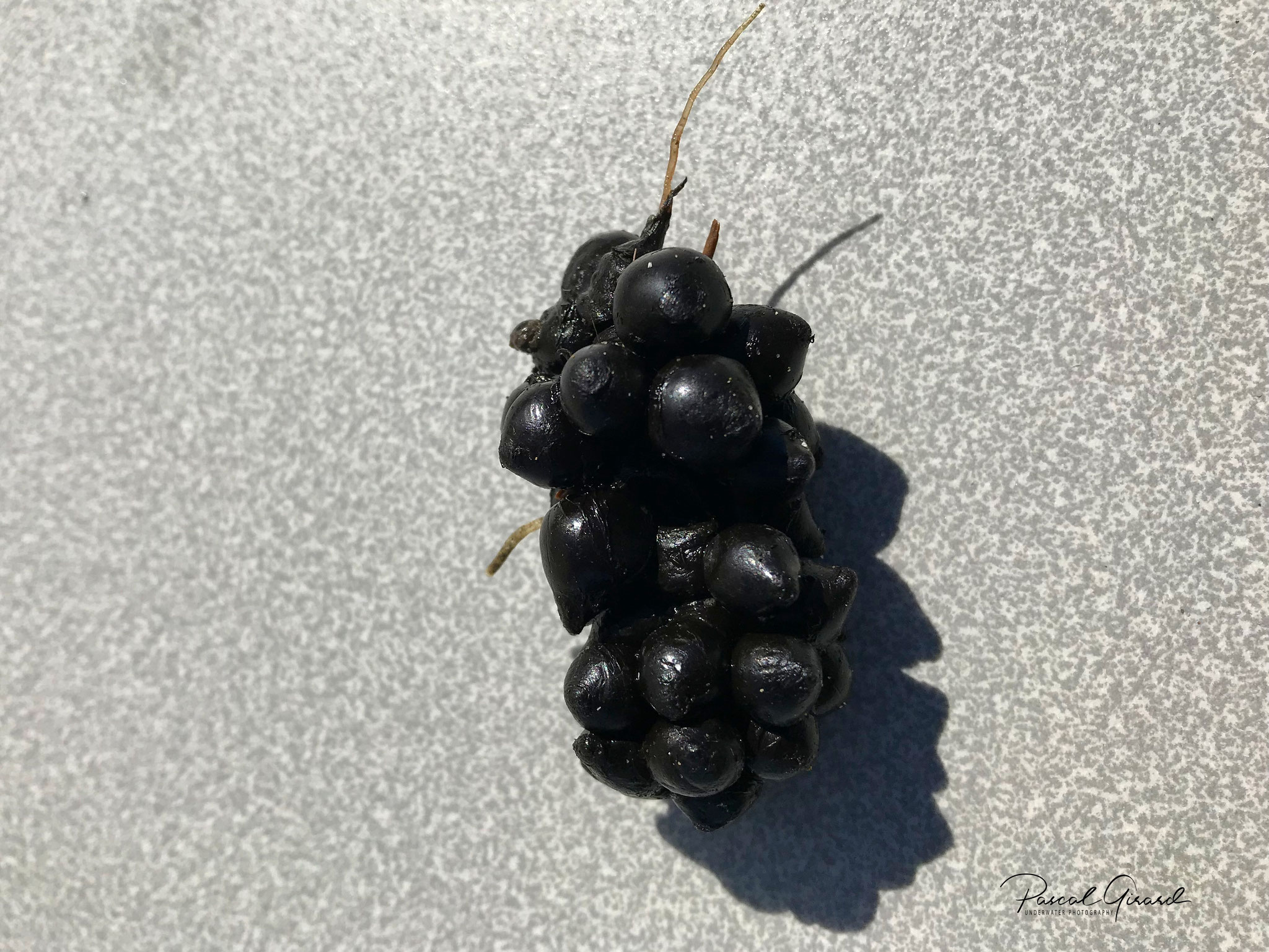 Oeufs (requin, raie, seiche, escargot...) de Méditerranée L'oeil du plongeur