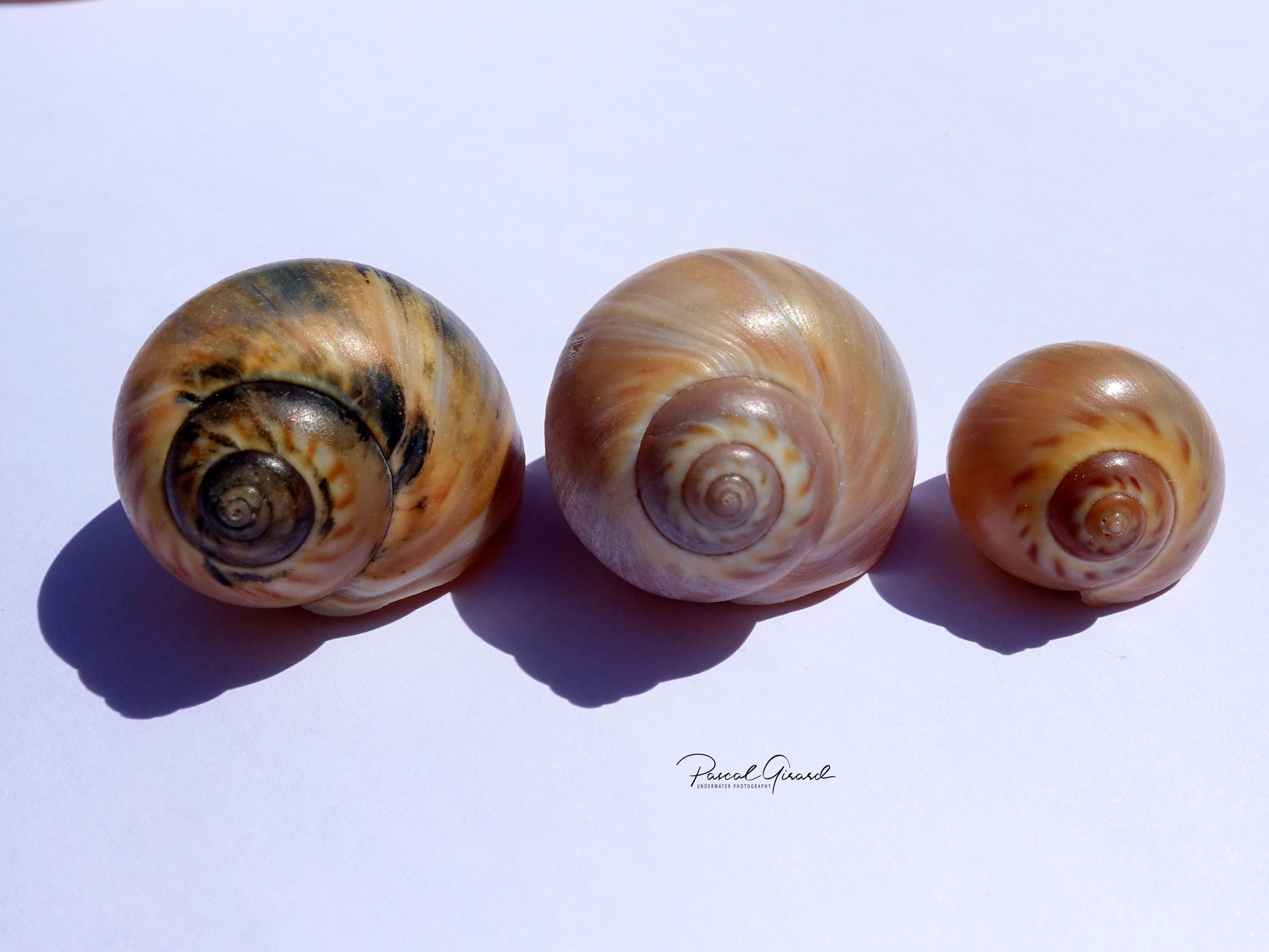 Escargots de Méditerranée L