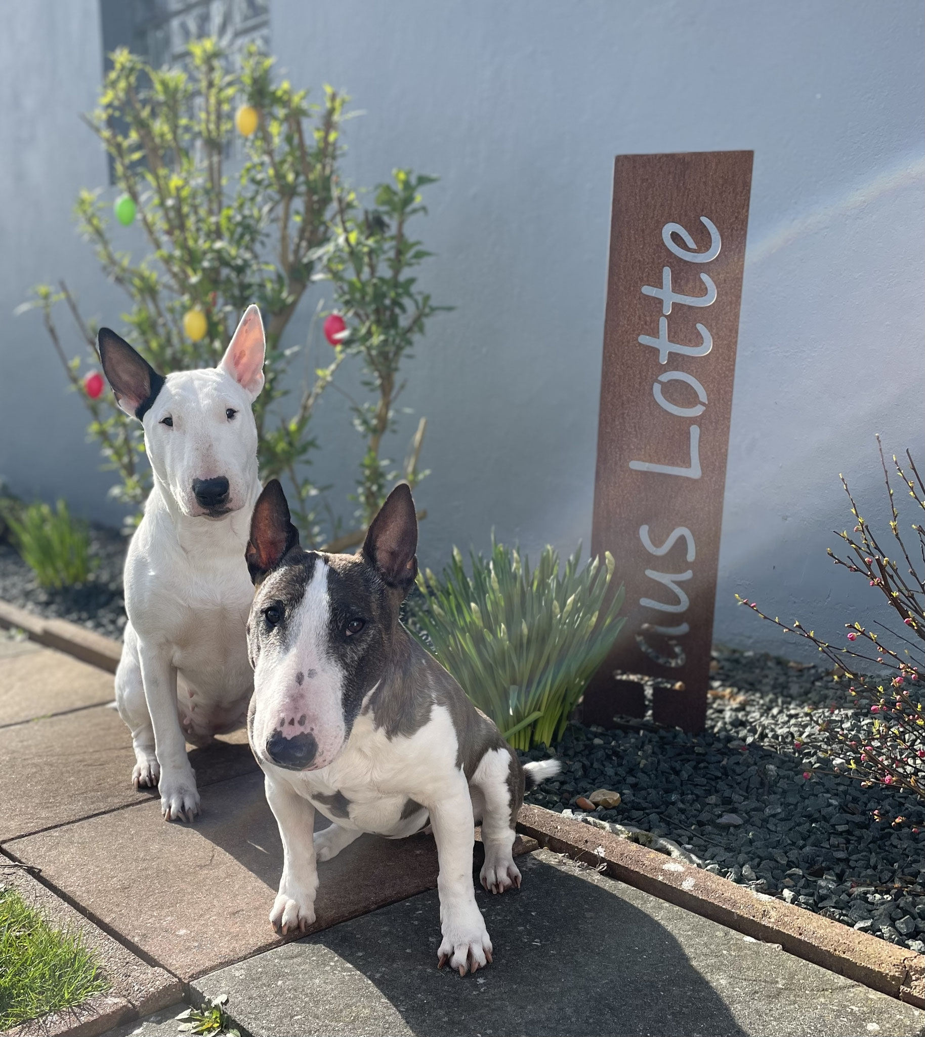 Unsere Hunde genießen den Garten