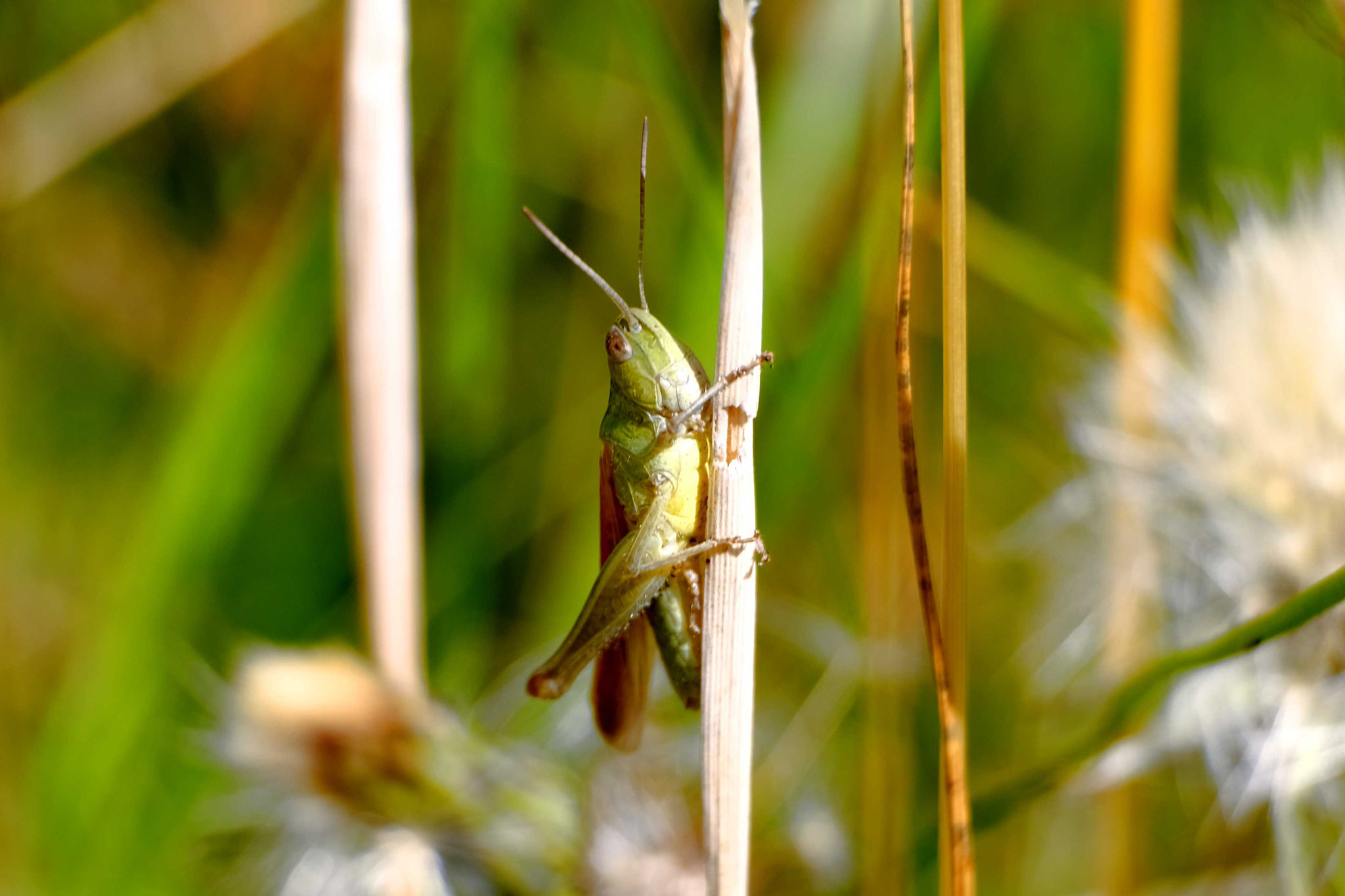 unbestimmte Feldheuschrecke ©Lea Breuer