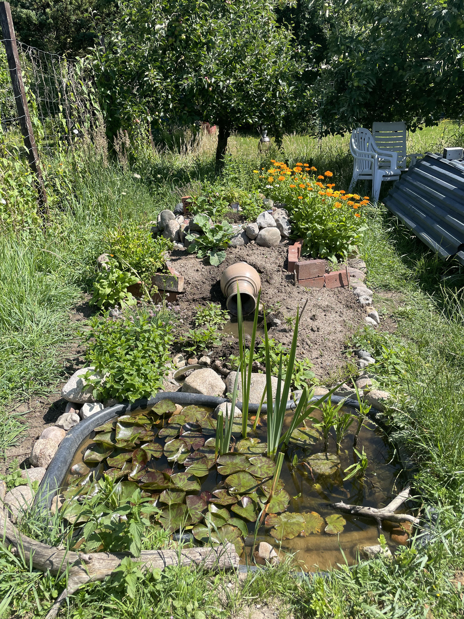 Kräuterbeet und kleiner Teich mit Fröschen. Foto: ©Lea Breuer