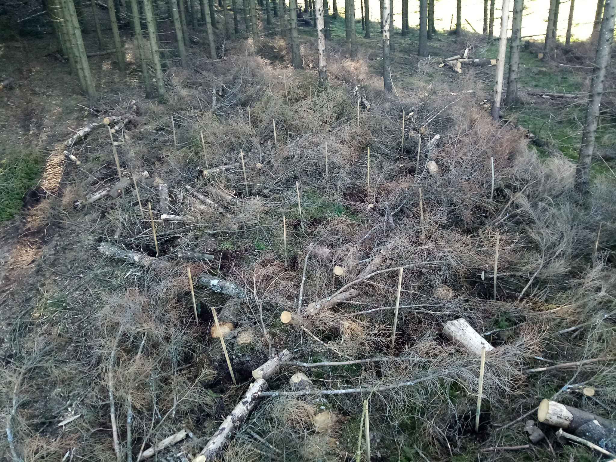 régénération et plantation mathias bonneau