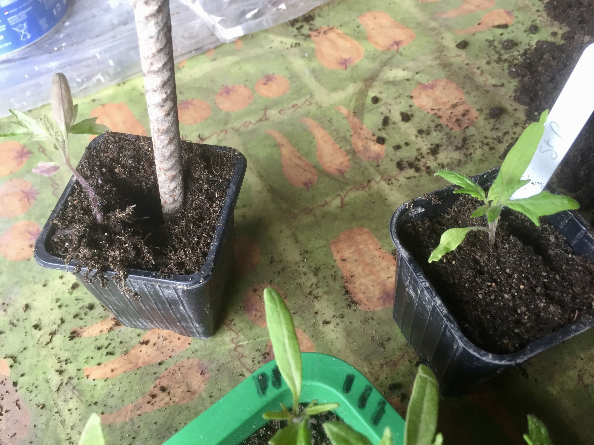 Mise en place : enterrer plant jusqu'à la base des 2 cotylédons