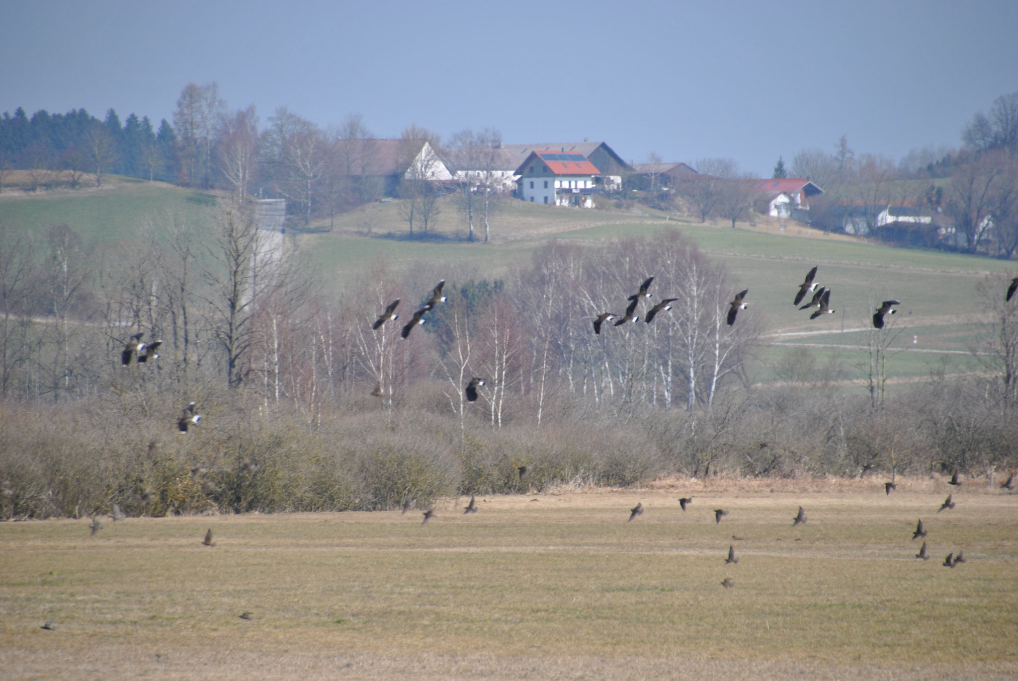 Kiebitze im Flug © Ingrid Schubert