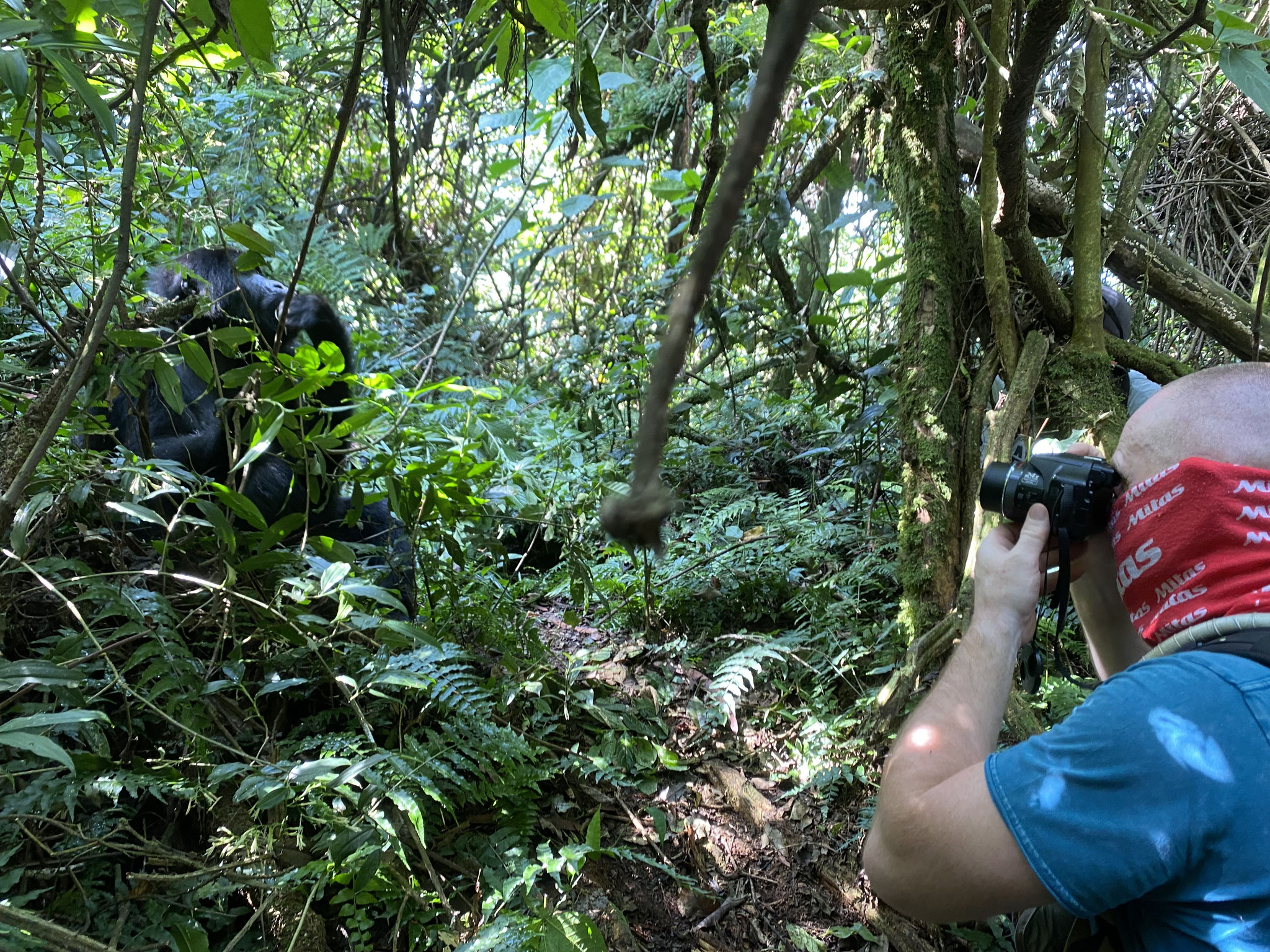 Gorilla Trekking in Uganda 