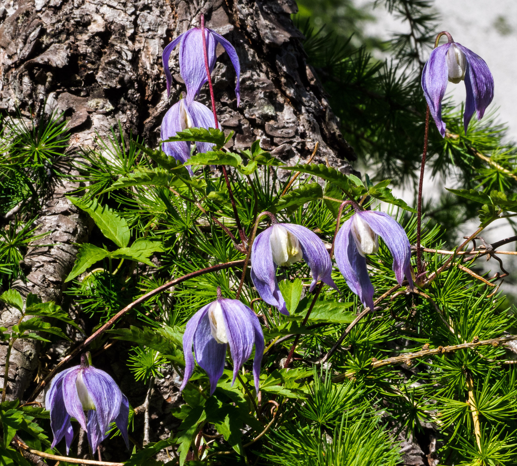 Alpen-Waldrebe (Clematis)