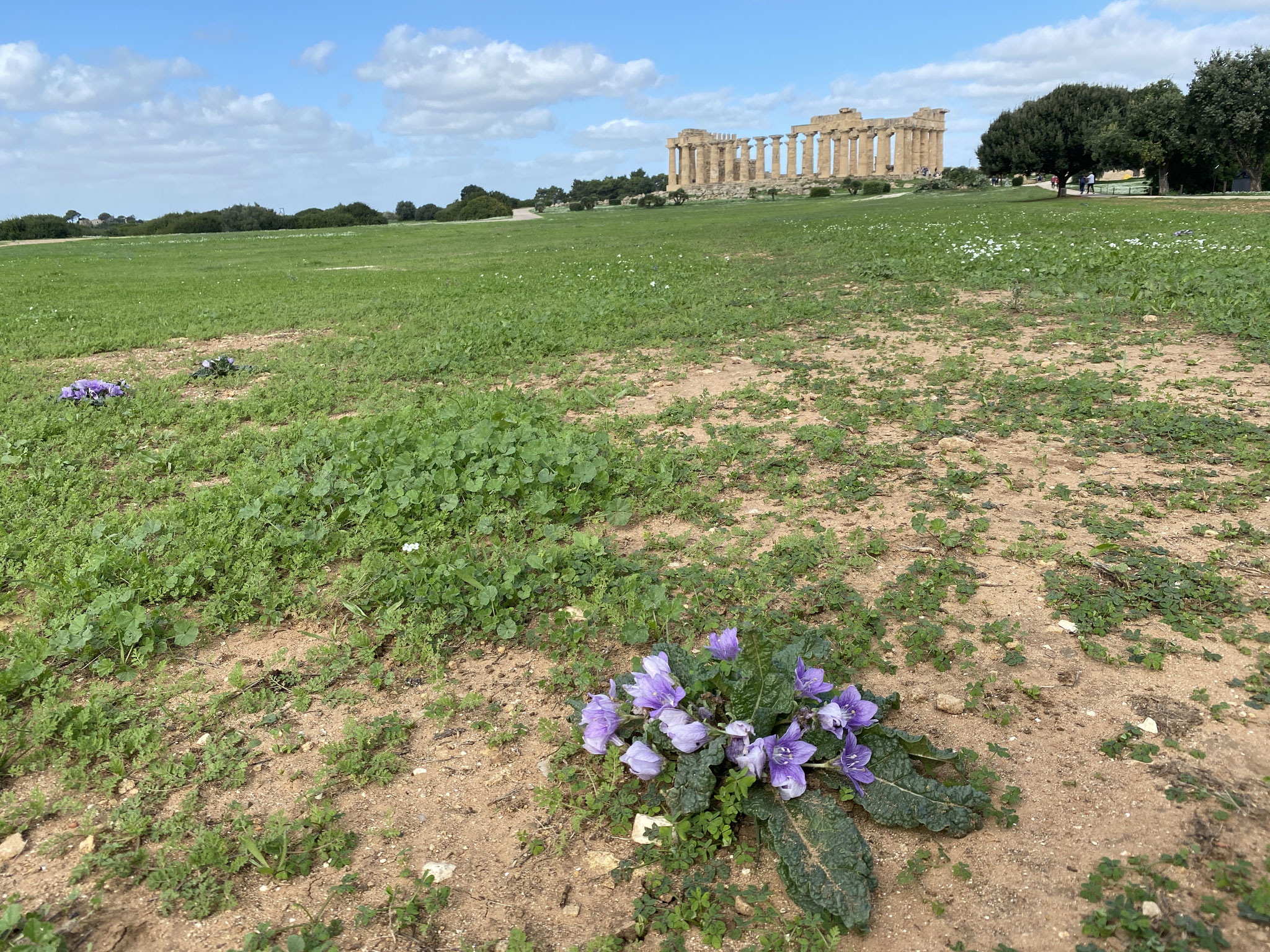 Tempel und Alraunwurzel