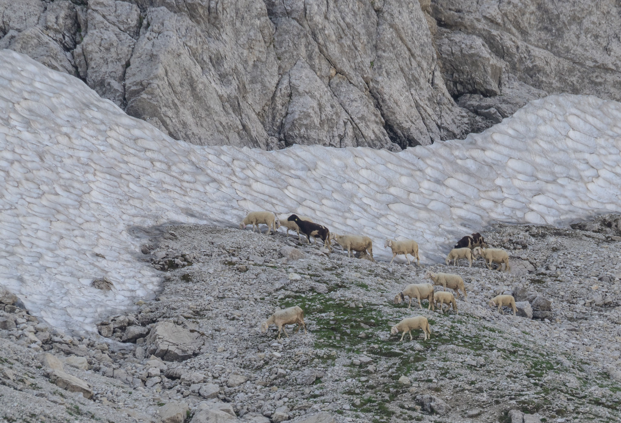 Schafe Julische Alpen