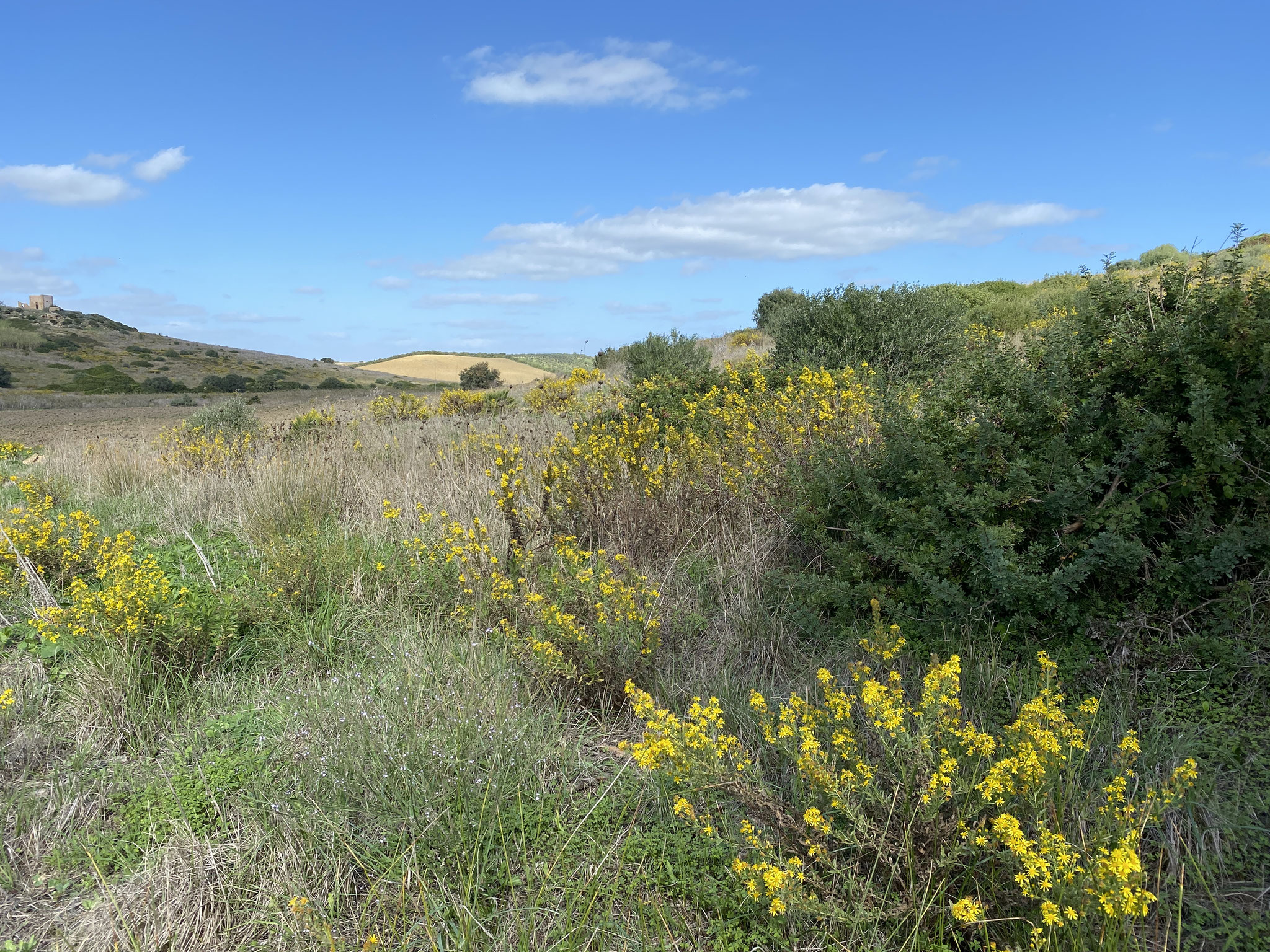 Gelb blüht der Alant