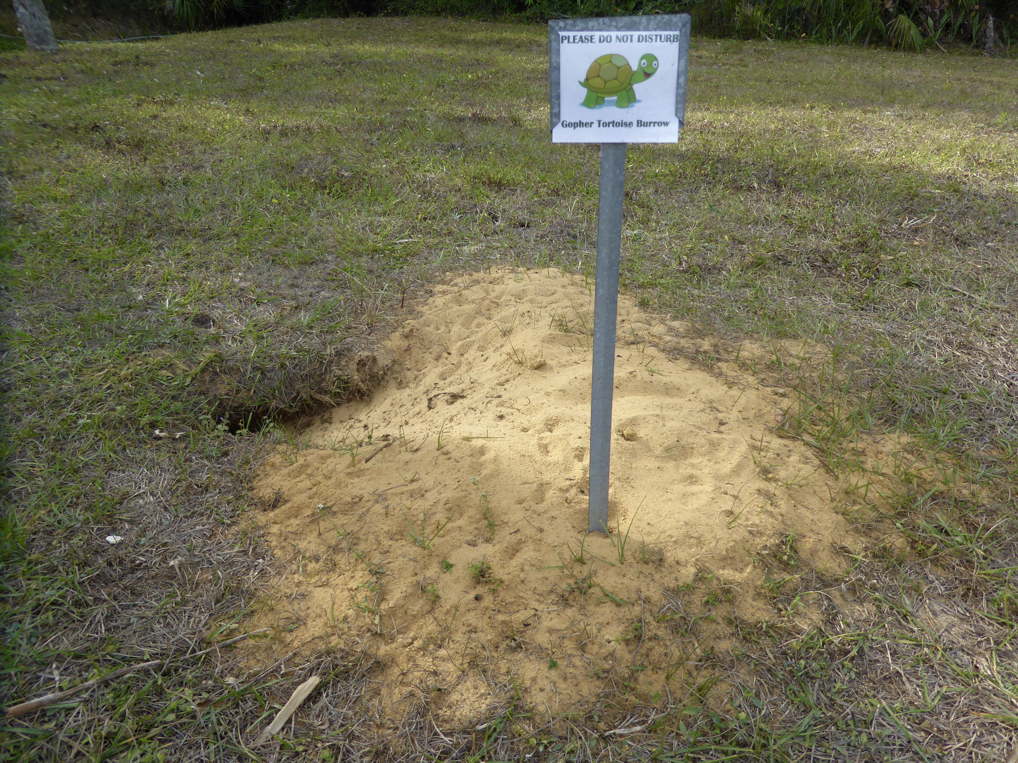 Schildkrötenbau