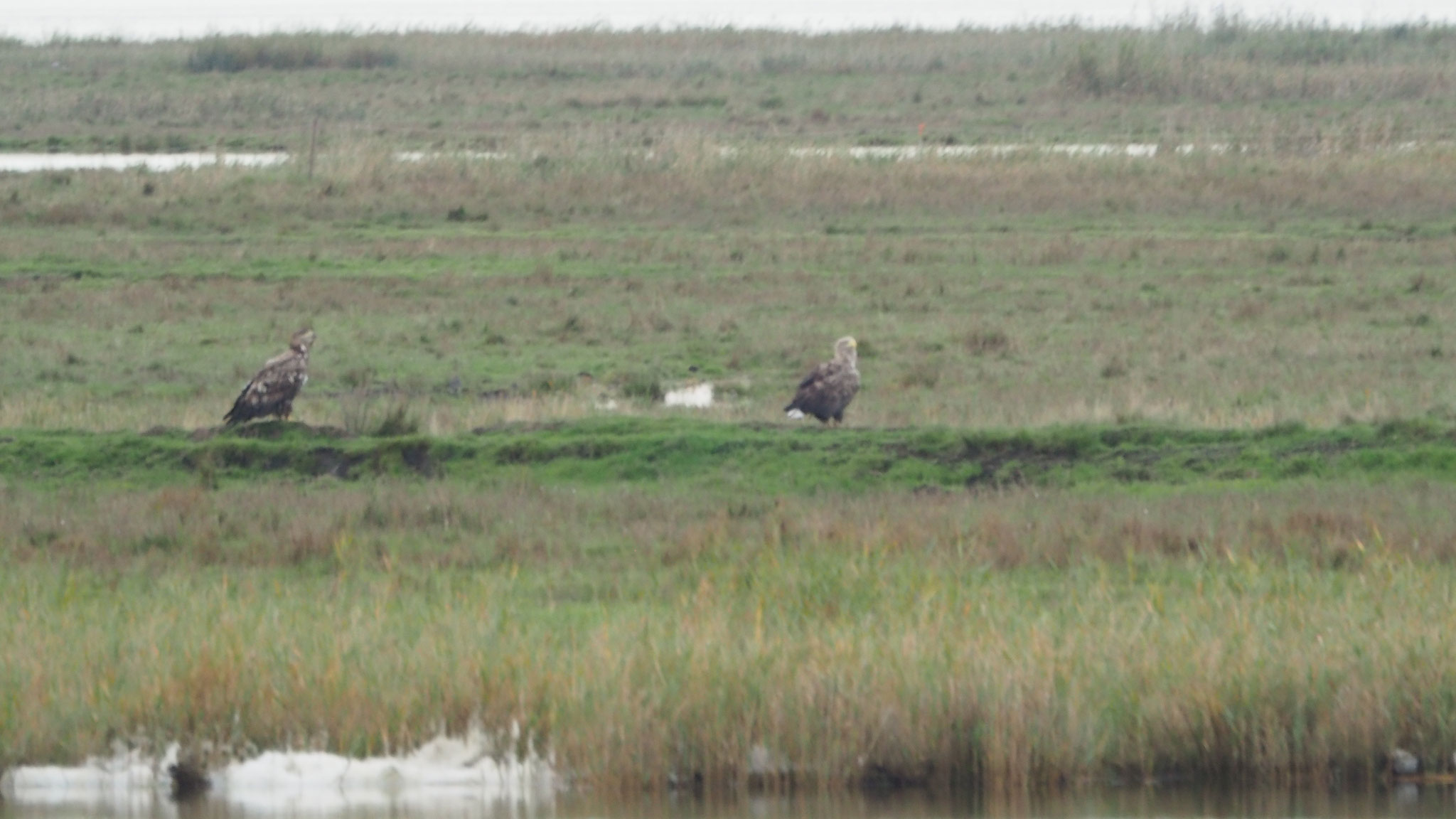 Zwei Seeadler