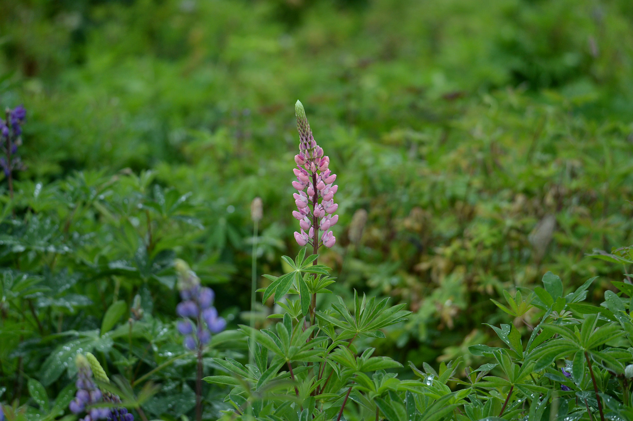 福寿草 ふくろう山荘