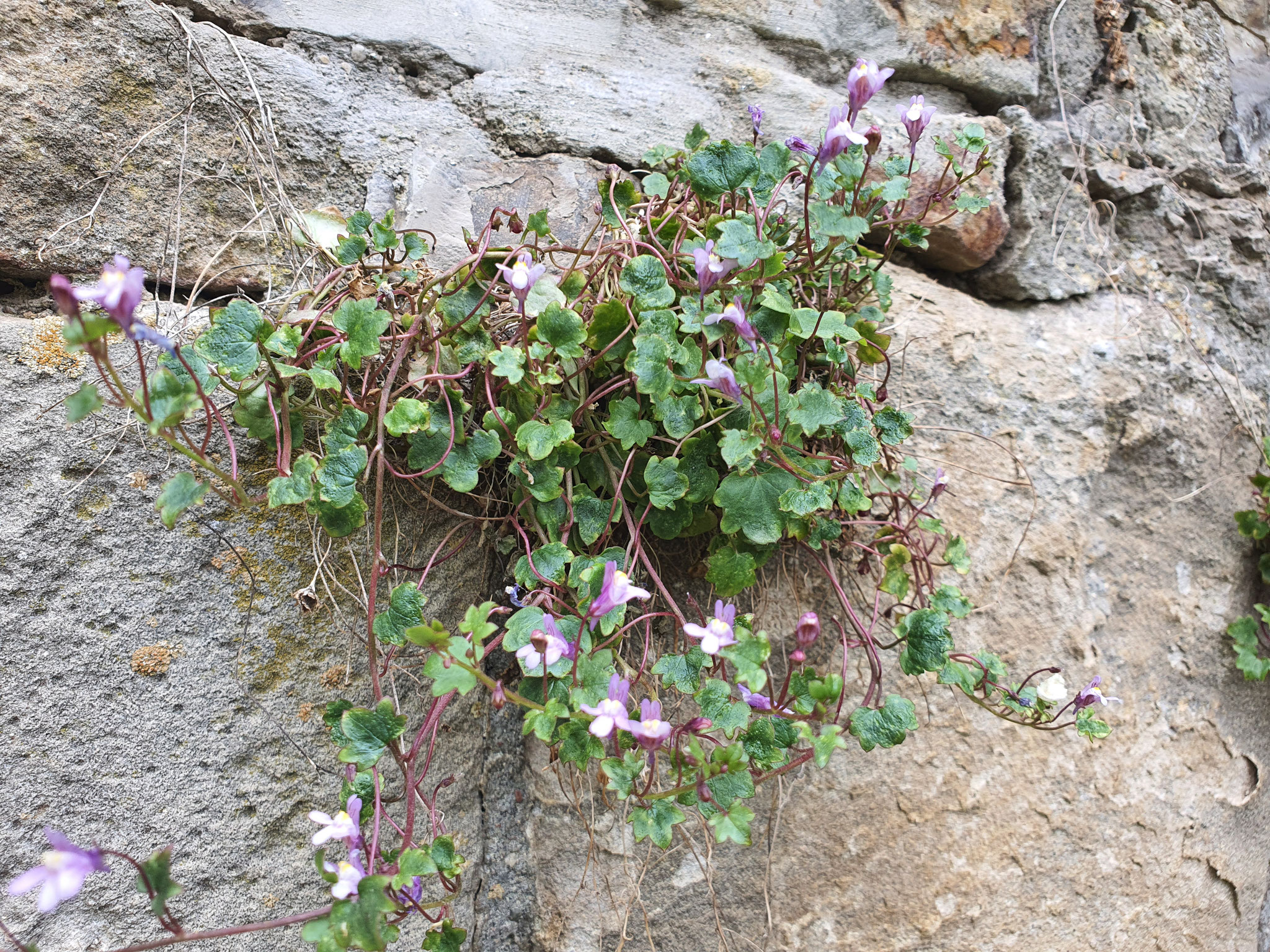 Zimbelkraut auf der Burgmauer; Foto Hildegard Gölzer