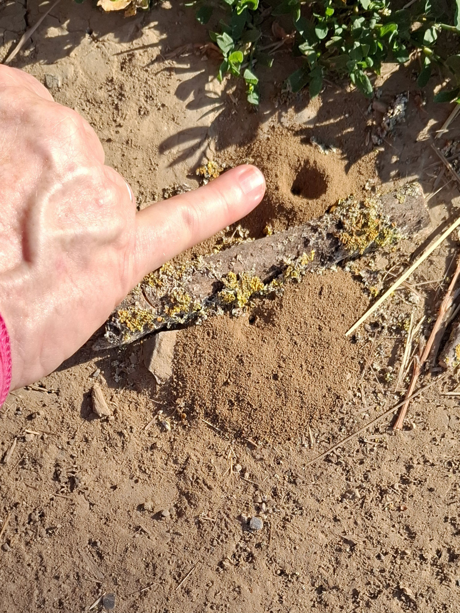 Bild:  Zwergsandbienen bauen ihre Nester in den Boden; Foto: Susann Rothweiler