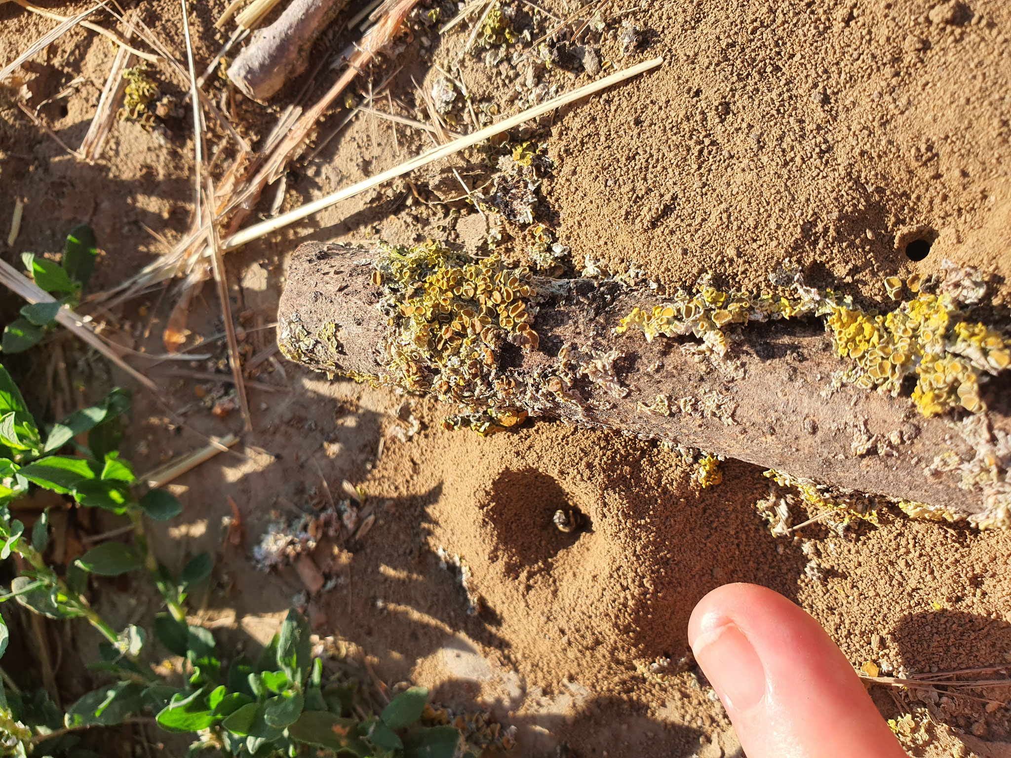 Größenvergleich Zwergsandbienenkopf am Nesteingang und kleiner Finger; Foto: Susann Rothweiler 