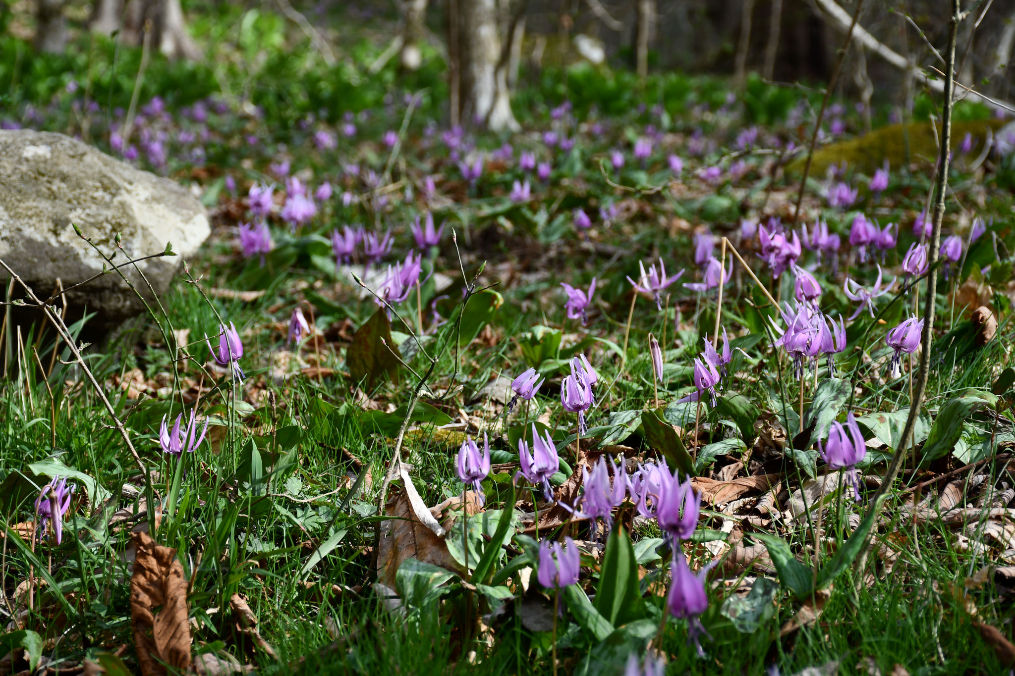 Spring ephemeral: Dogtooth violet (Erythronium japonicum) 