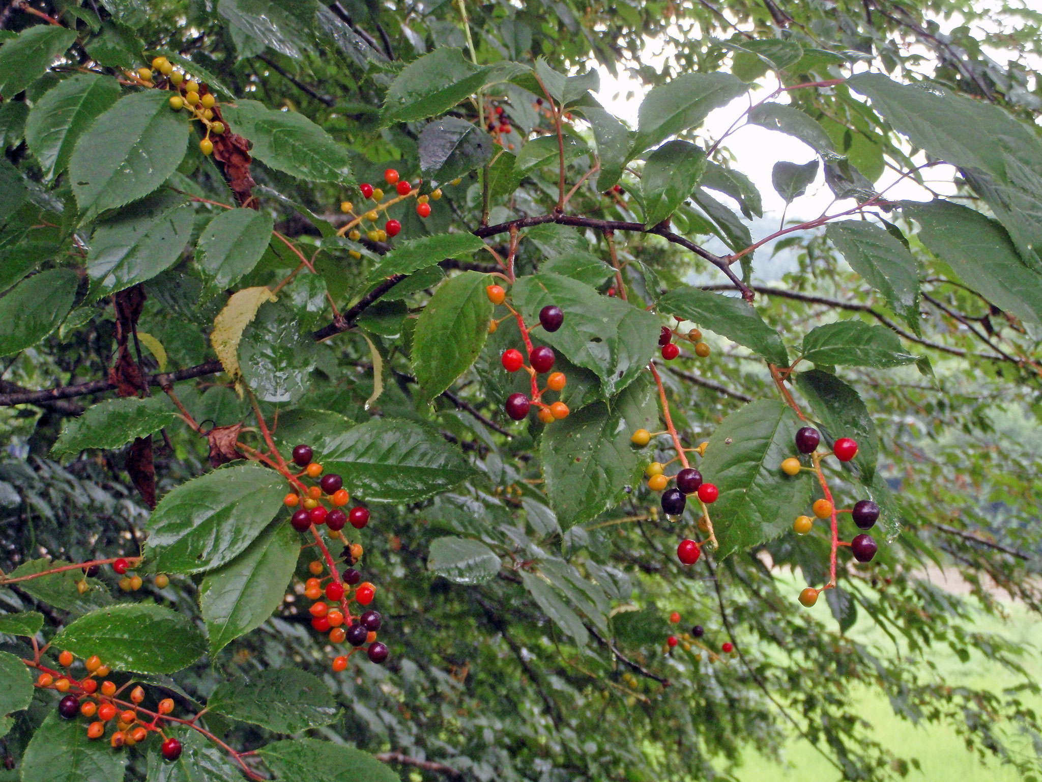 Fruits of Japanese bird cherry (Padus grayana)