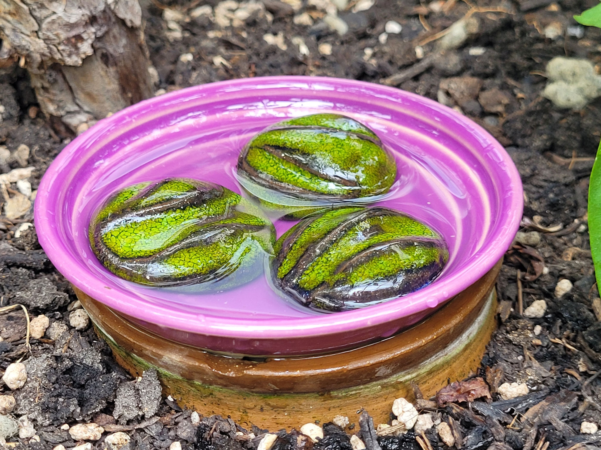 Nuggets als Landeplätze für Insekten