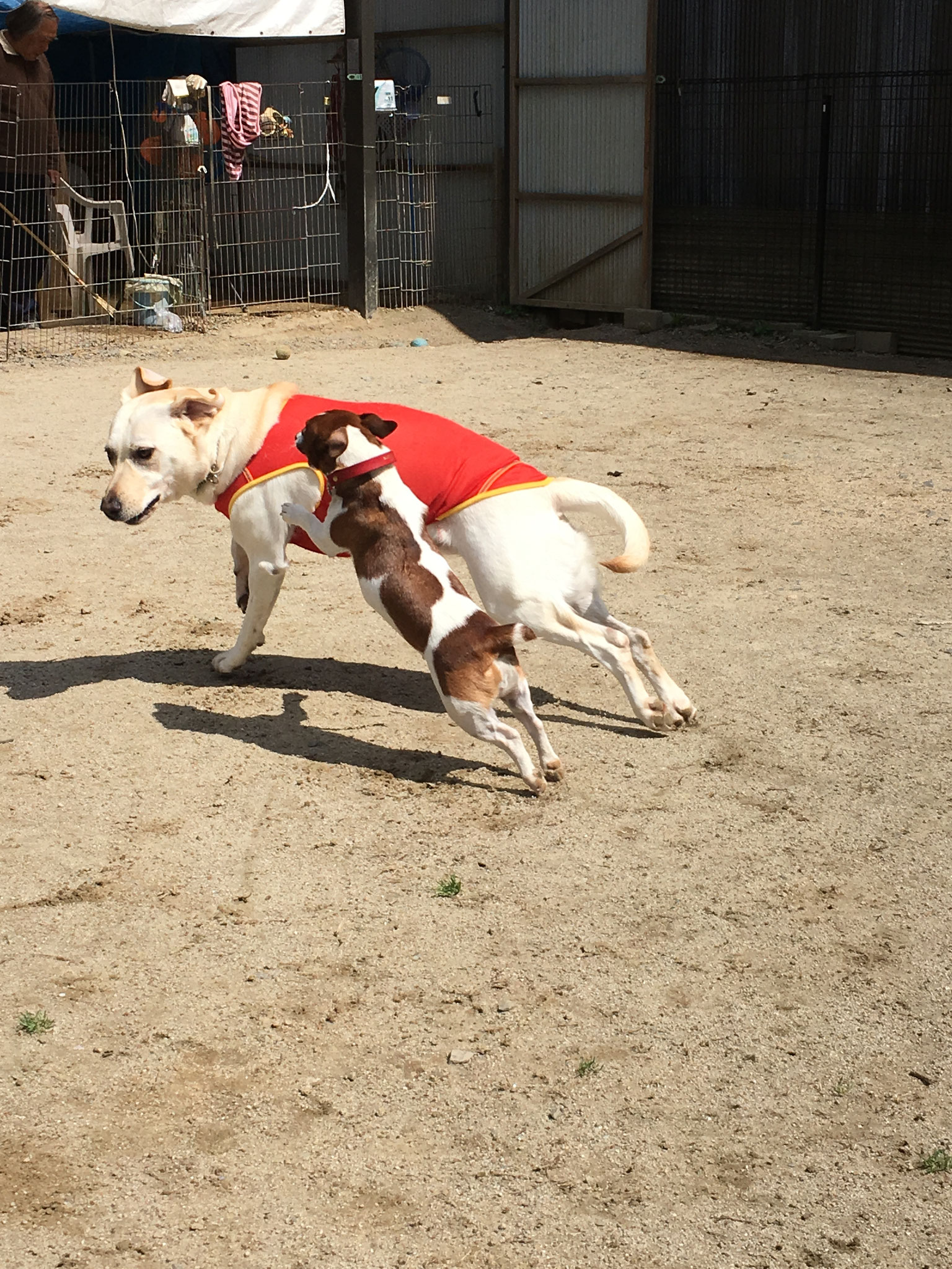 DOG パーク 森へようこそ！！ ワンコsports