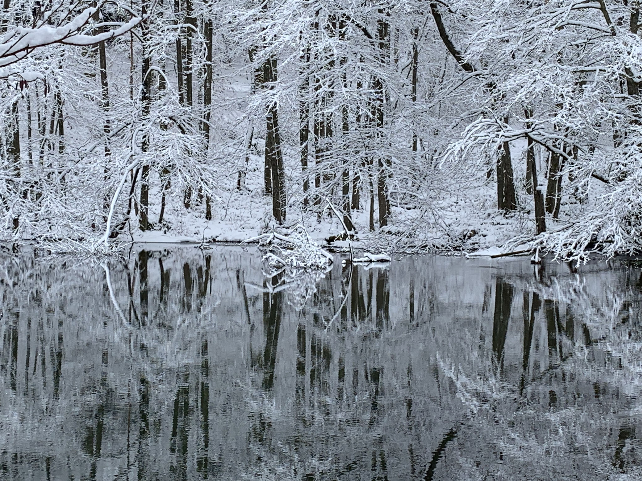 frozen trees around a small lake