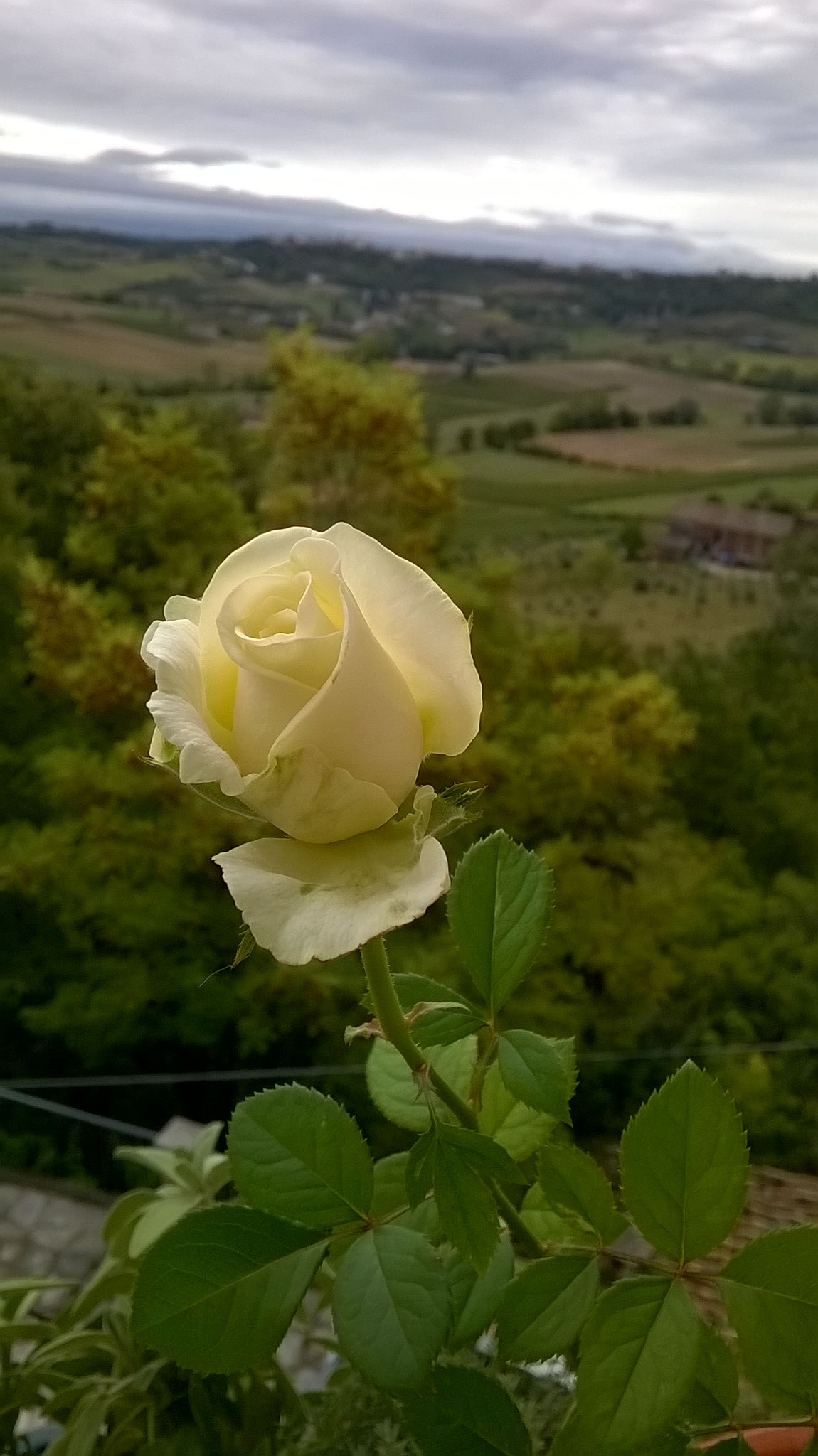 Quanto Dura Una Rosa Fiorita? La Mia Curata Con #AcquaBase 10/09/2017